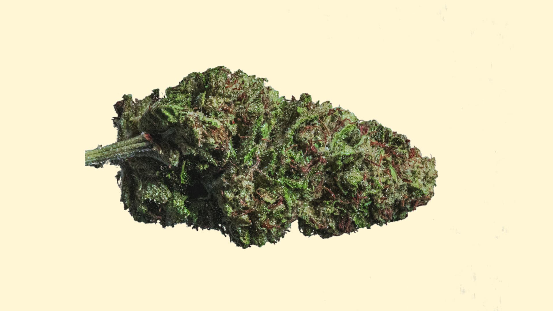 El Patron "Herbasana Medellin Midnight 22:01" THC Gehalt 22% El Patron "Herbasana Medellin Midnight 22:01" THC Gehalt 22%