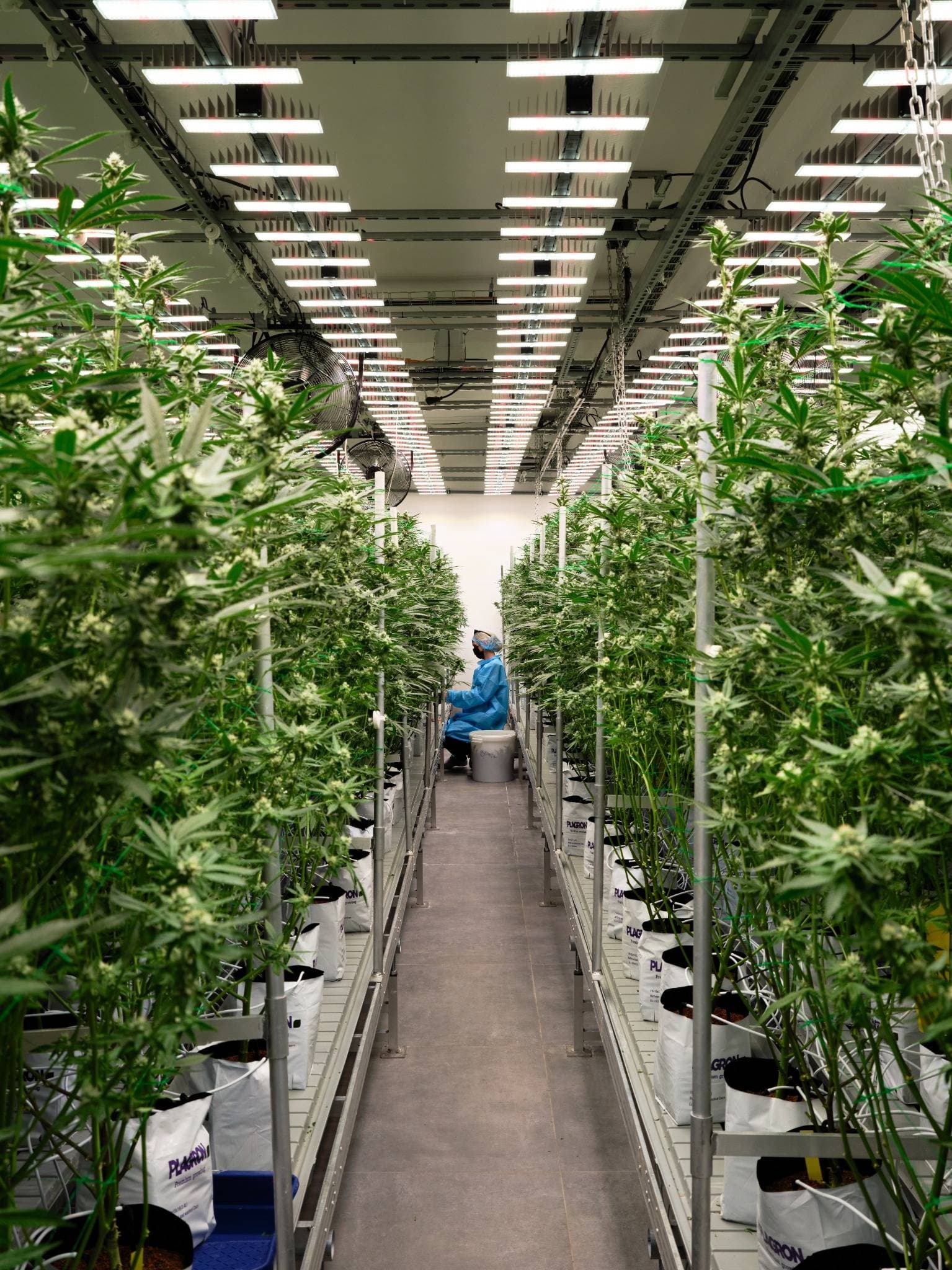 BOTANICS Produktion bei SensiQure