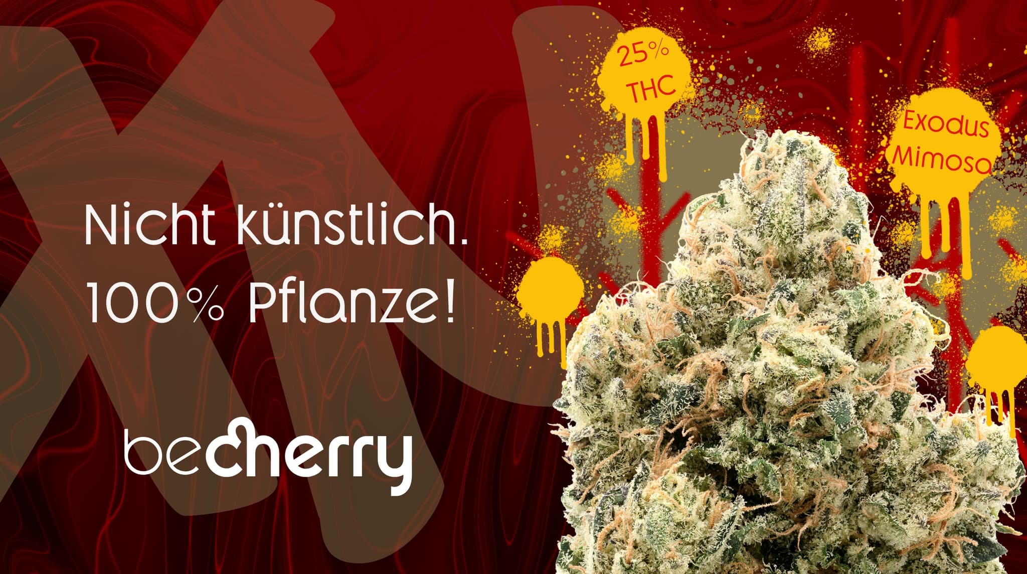 becherry exodus mimosa strain cannabis 