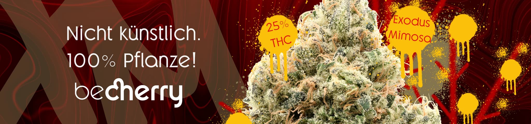 becherry exodus mimosa strain cannabis 