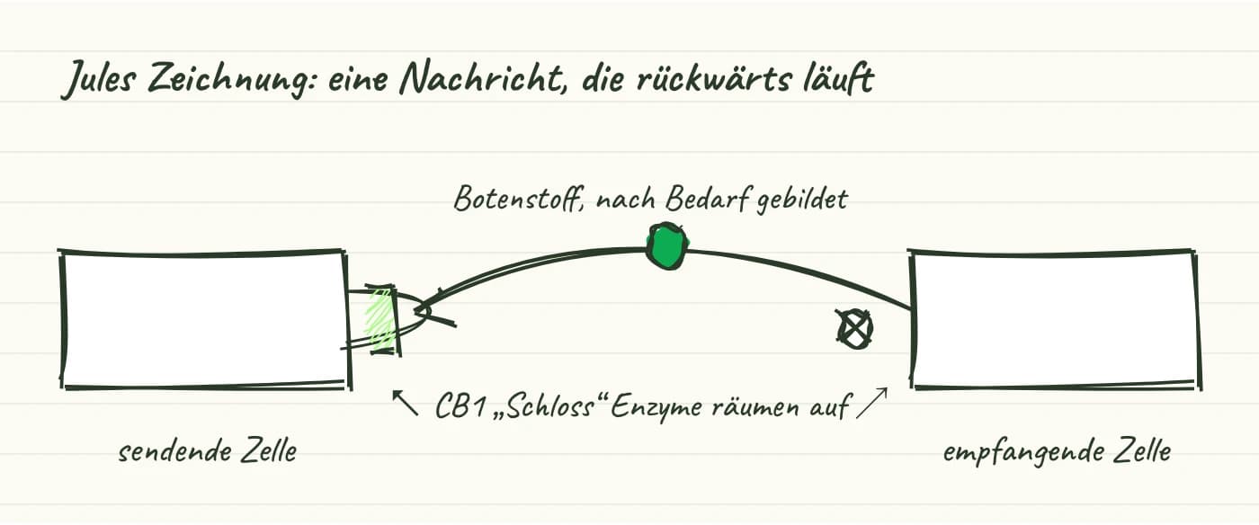 Jules Zeichnung zur Sprachnachricht: Die empfangende Zelle bildet bei Bedarf einen Botenstoff und schickt ihn zurück an die sendende, ein leises „Das reicht“. Quelle 5.
