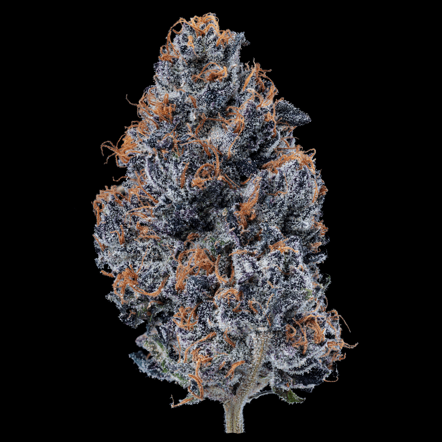Med. Cannabis