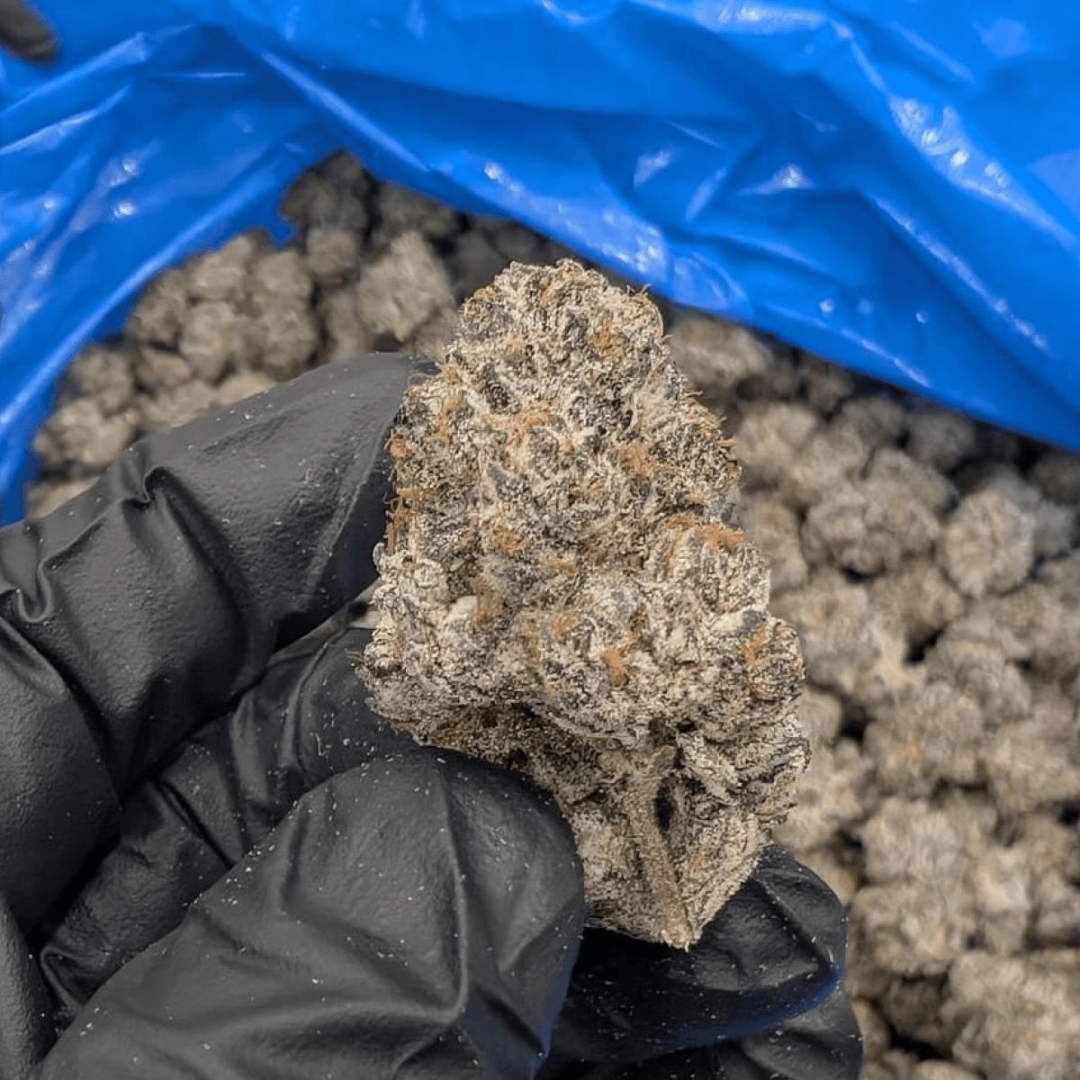 28/1 IUVO OC Killer Cupcake