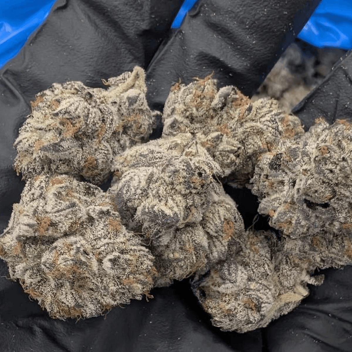 28/1 IUVO OC Killer Cupcake