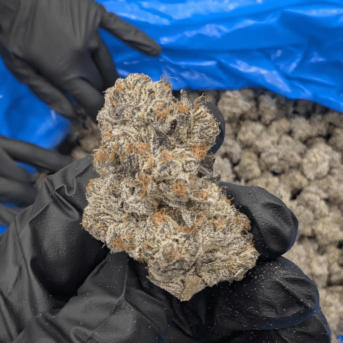 28/1 IUVO OC Killer Cupcake