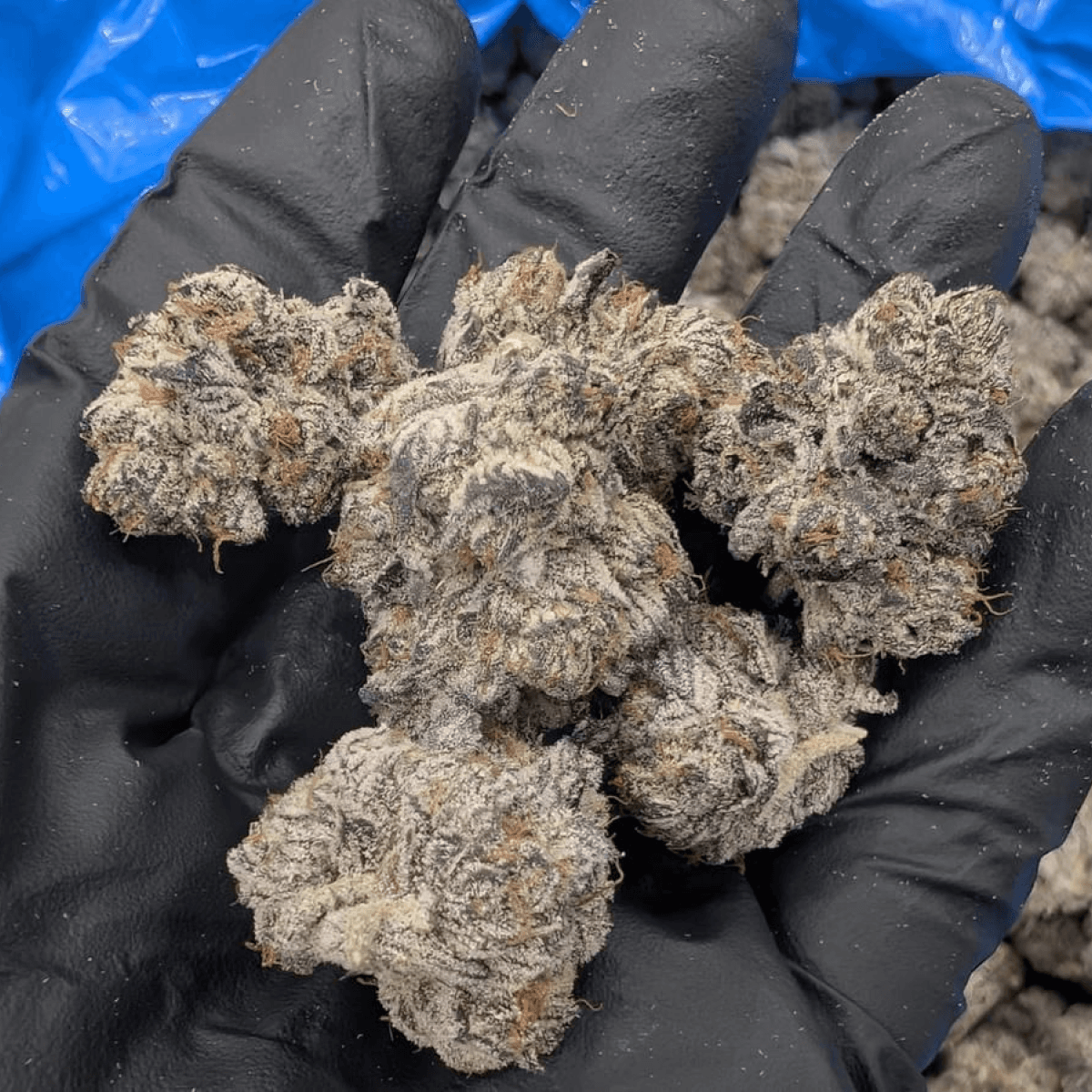 28/1 IUVO OC Killer Cupcake