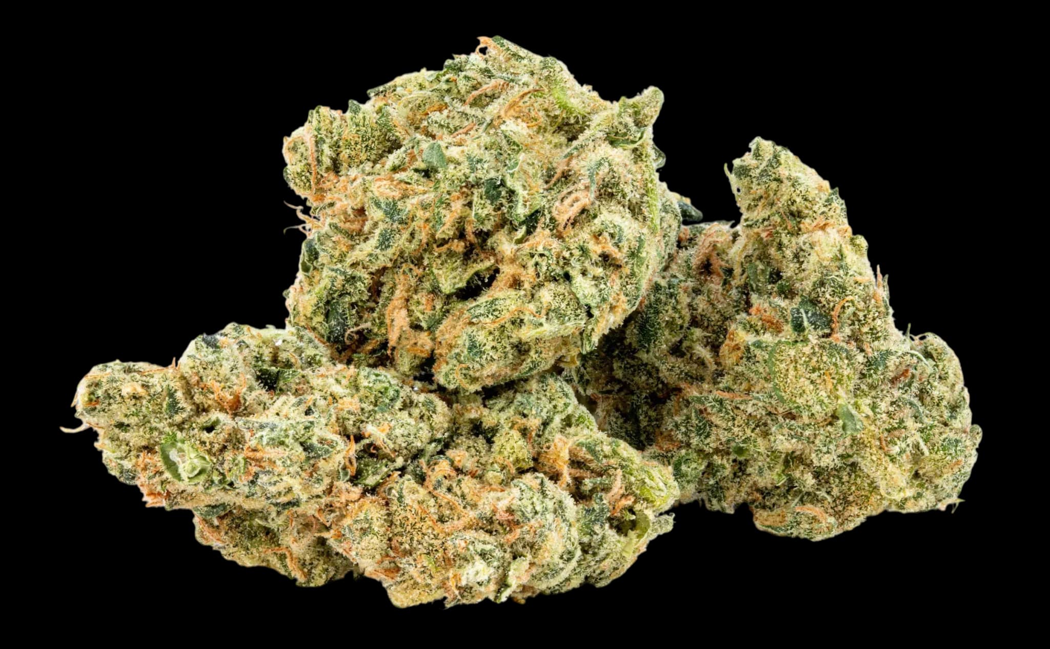 Amici 26/1 Ultra Limelight