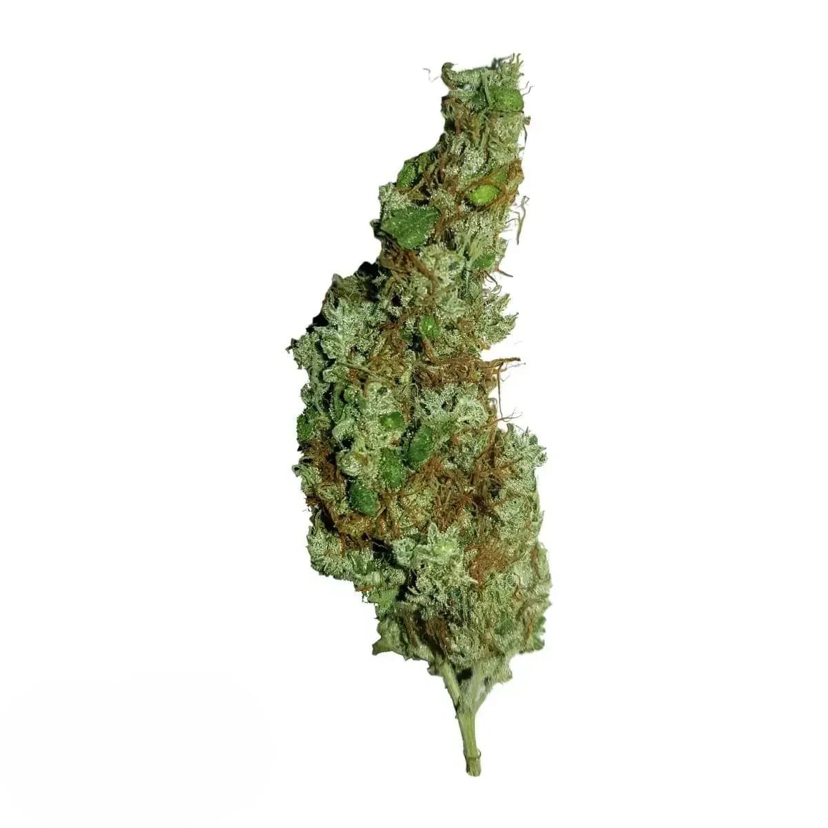Bedrobinol Cannabis Flos 14/1