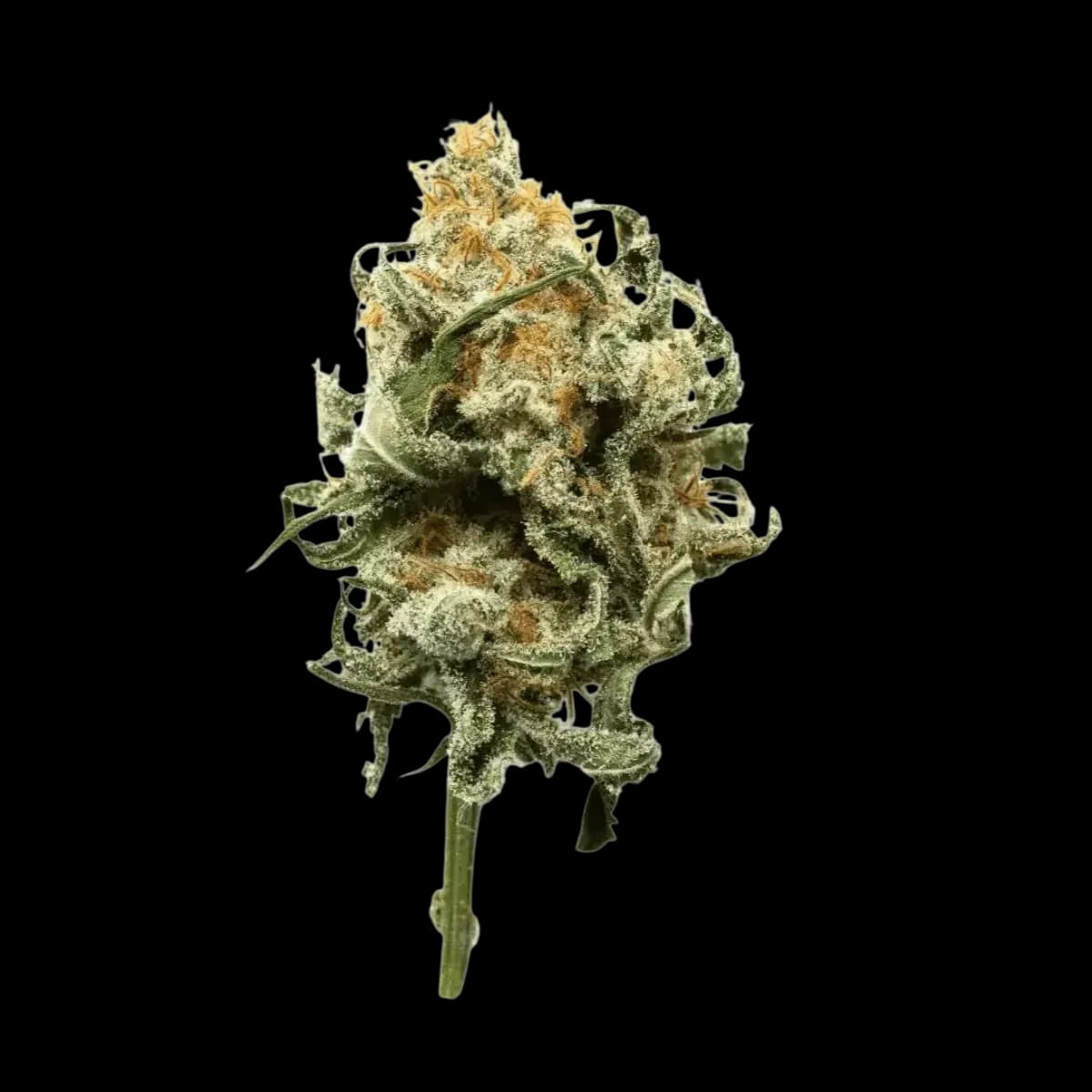 Med. Cannabis