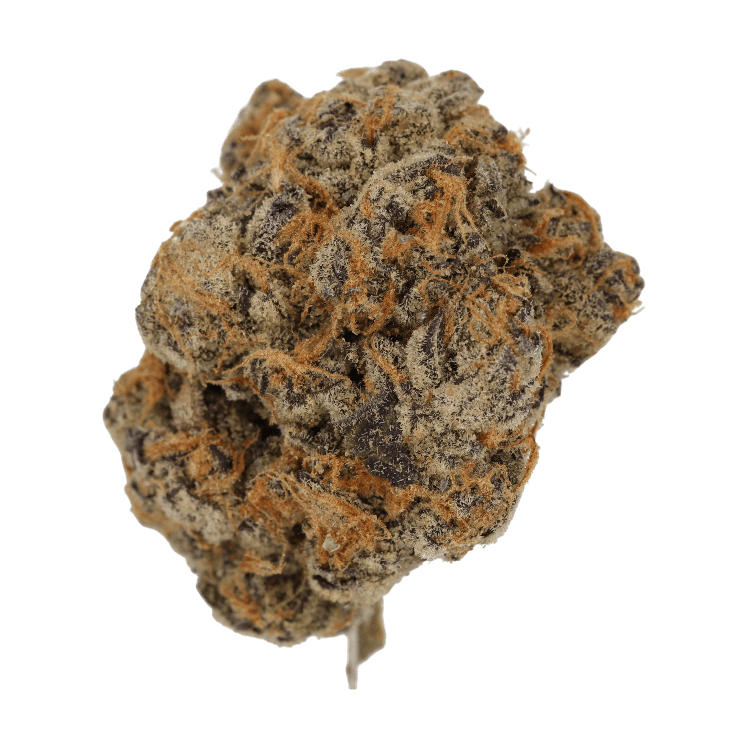 Cannamedical CM 24/1 PG