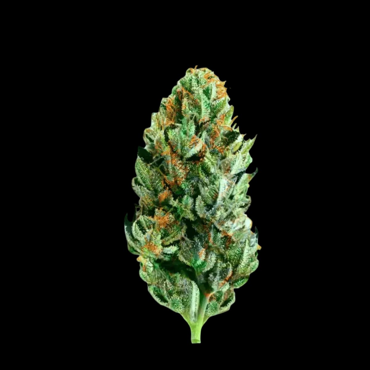 Med. Cannabis