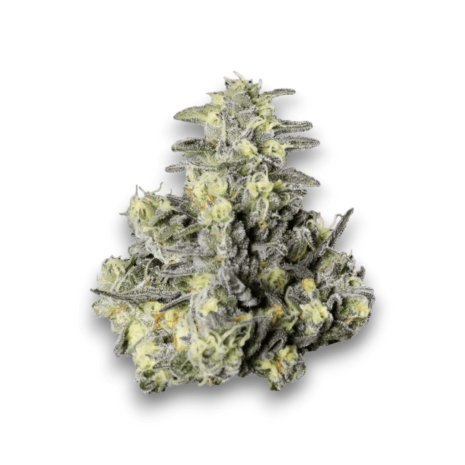 Med. Cannabis