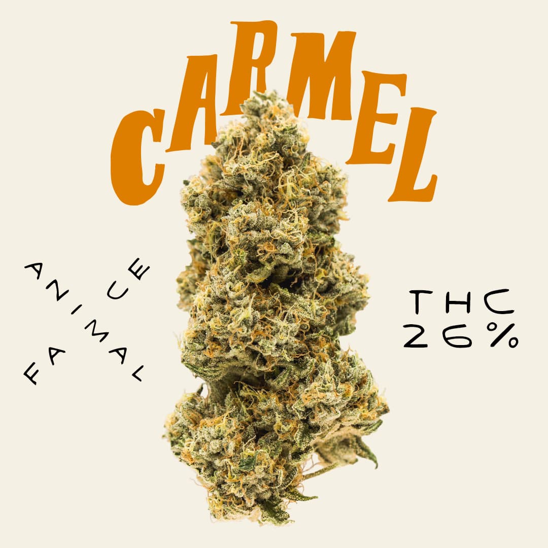 Carmel ANF 26/1