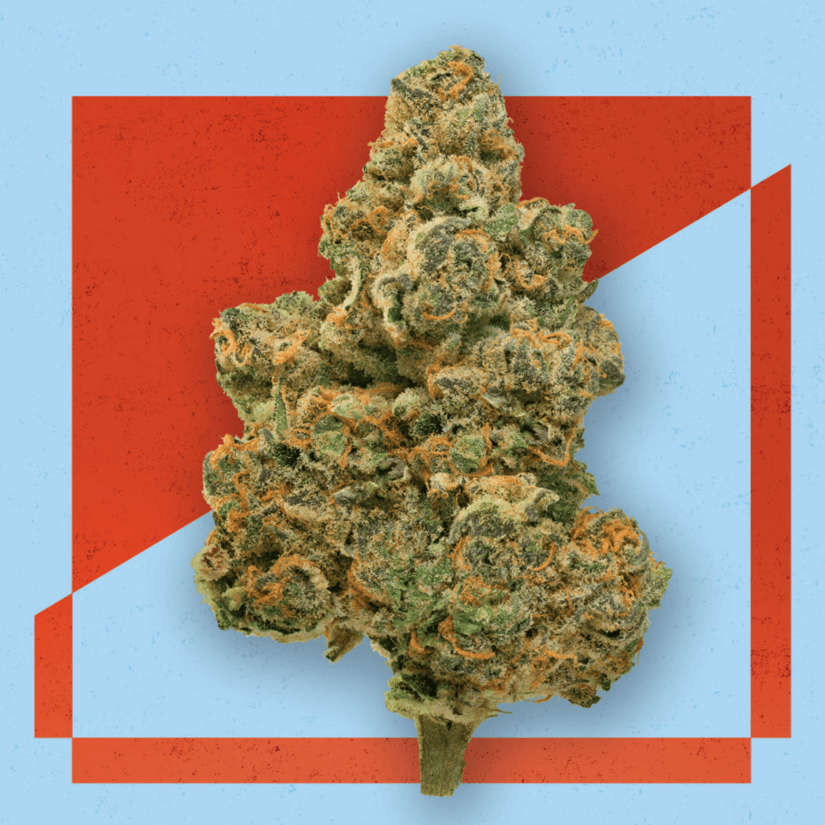 Med. Cannabis