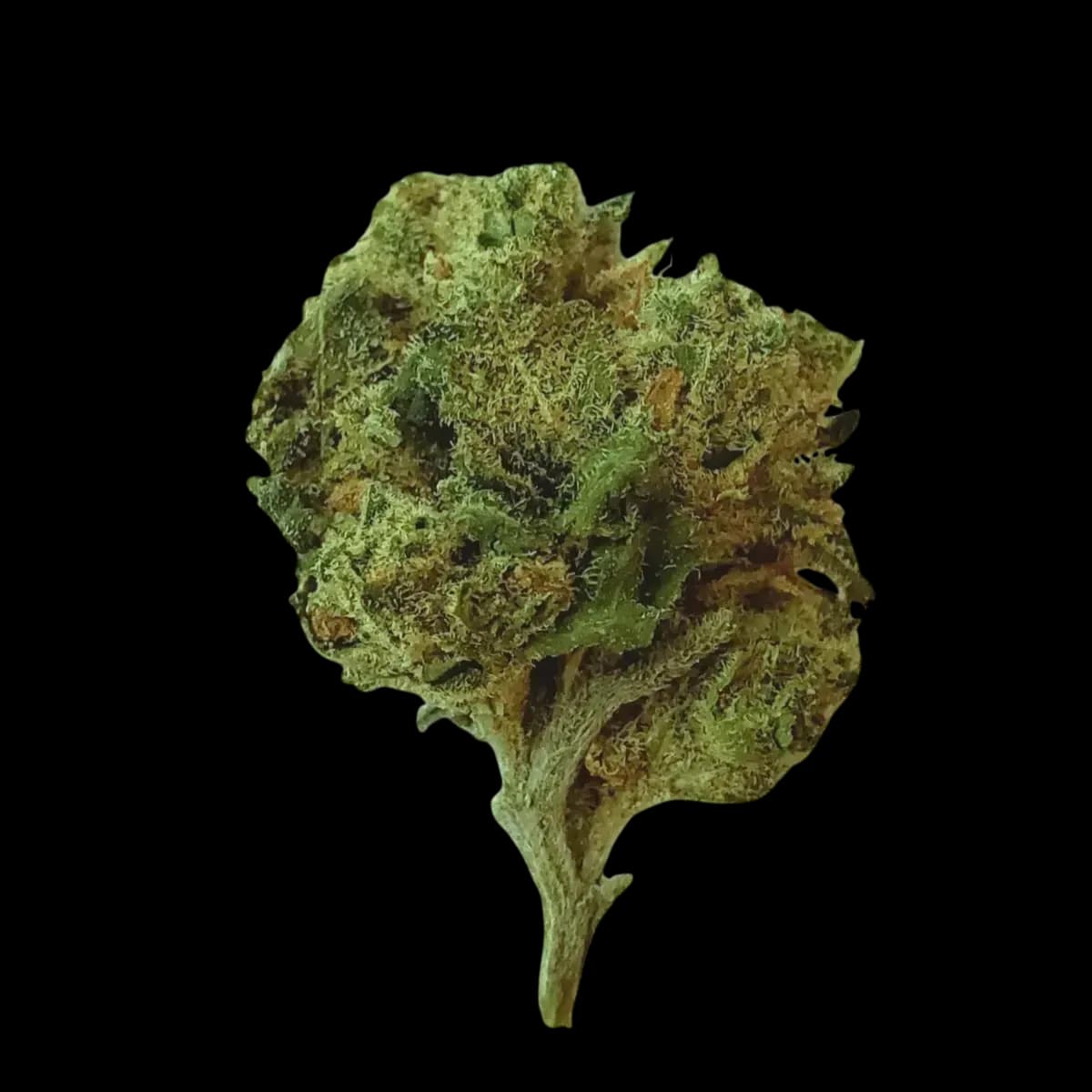 Med. Cannabis