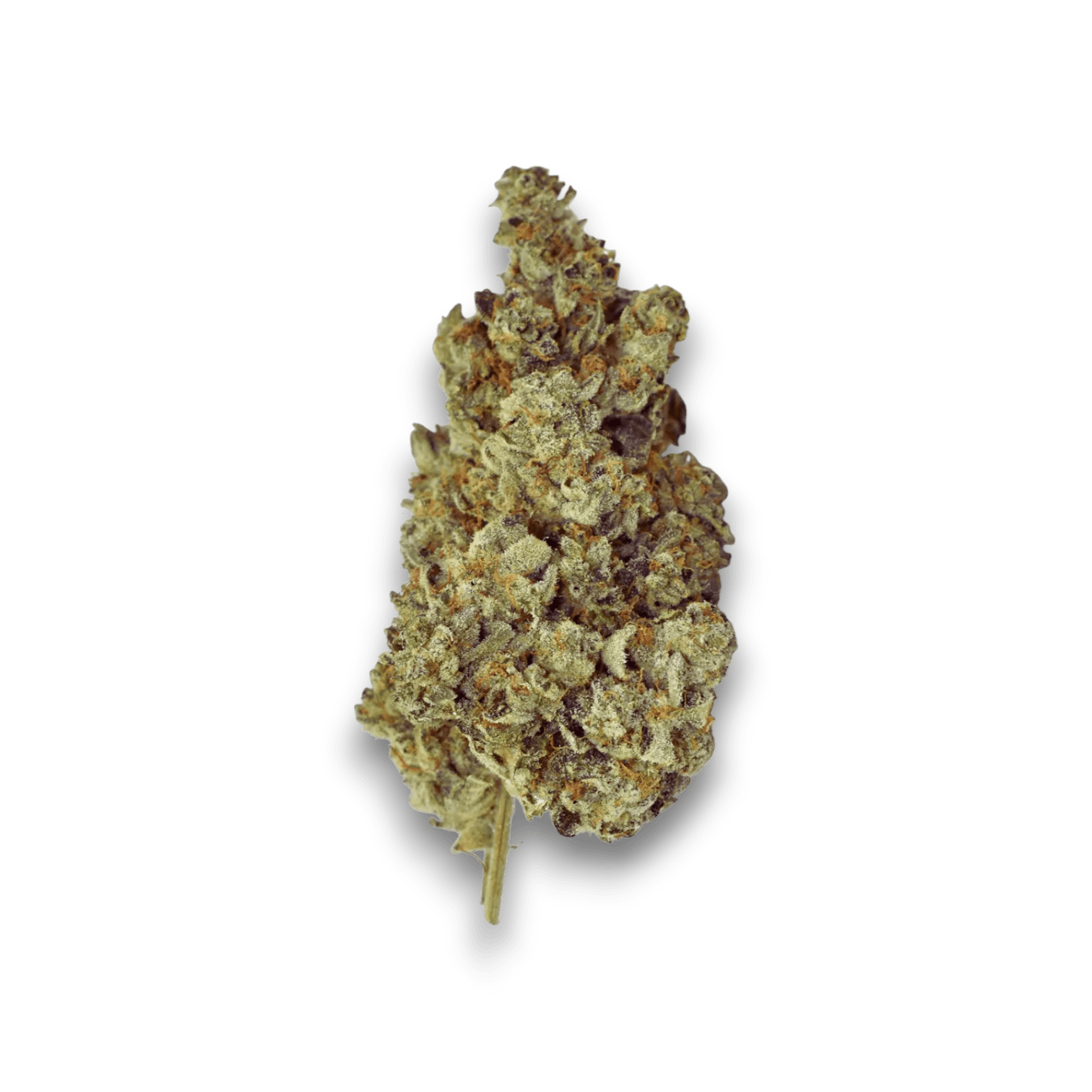 Herbery SC 22/1 – Banana Cream