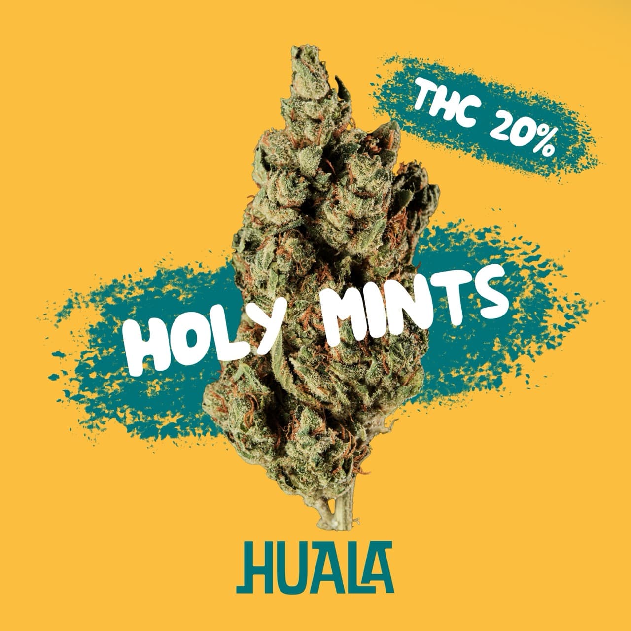 Huala 20/1 CA HOM