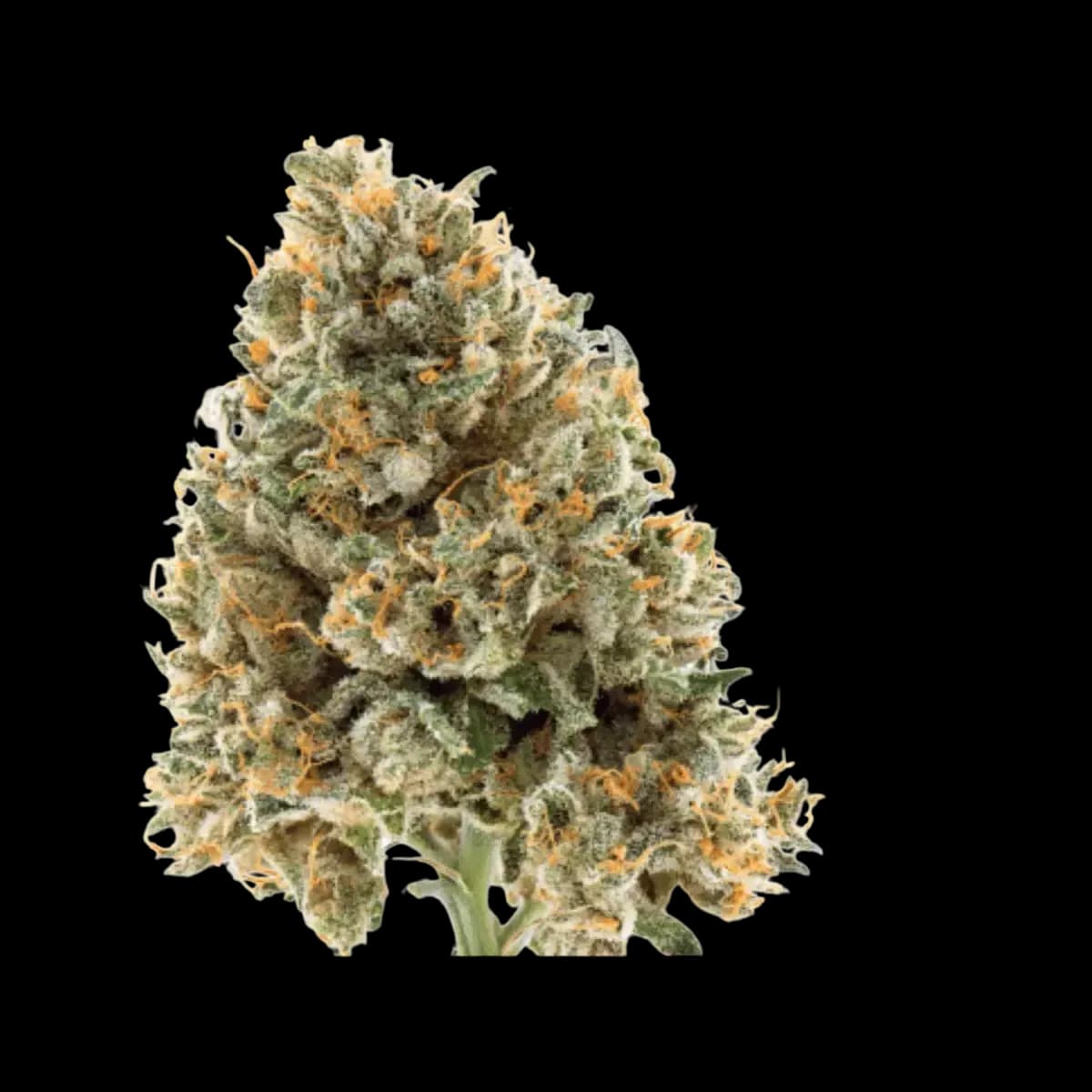 Med. Cannabis