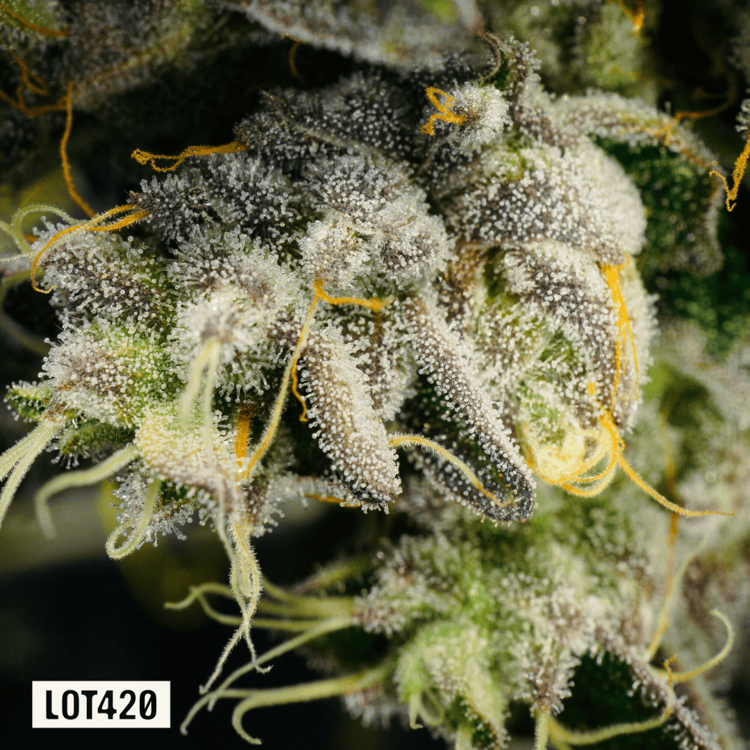 LOT 420 GLT PT