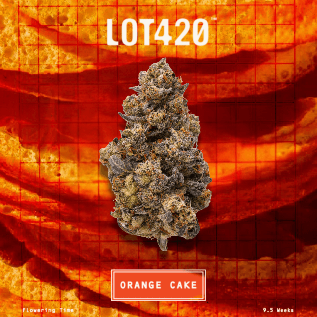LOT 420 OC PT