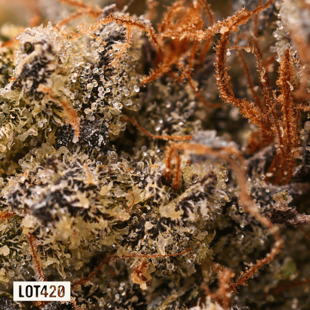 LOT 420 OC
