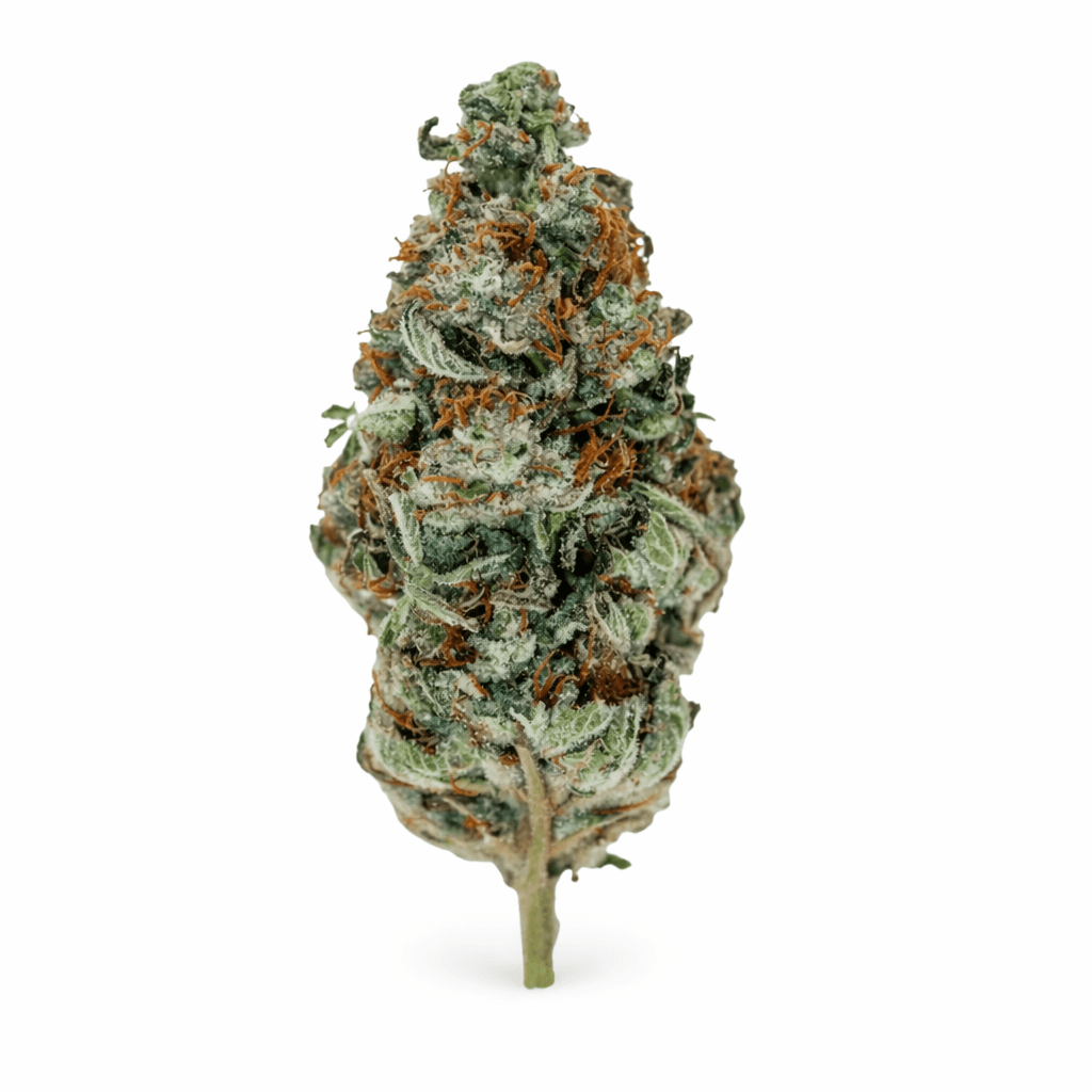 MGF Cali X Gazzy 26/1