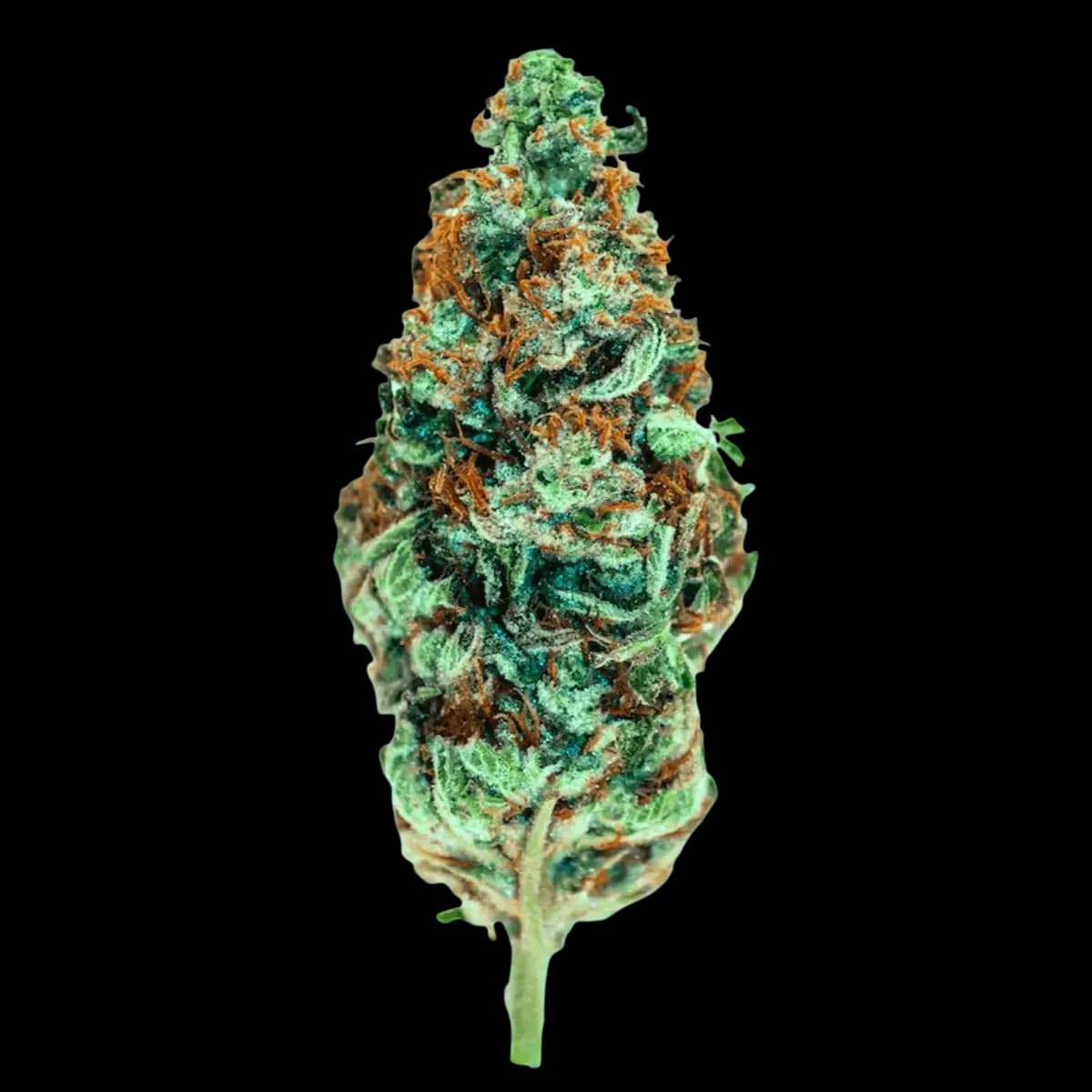MGF Cali X Gazzy 26/1