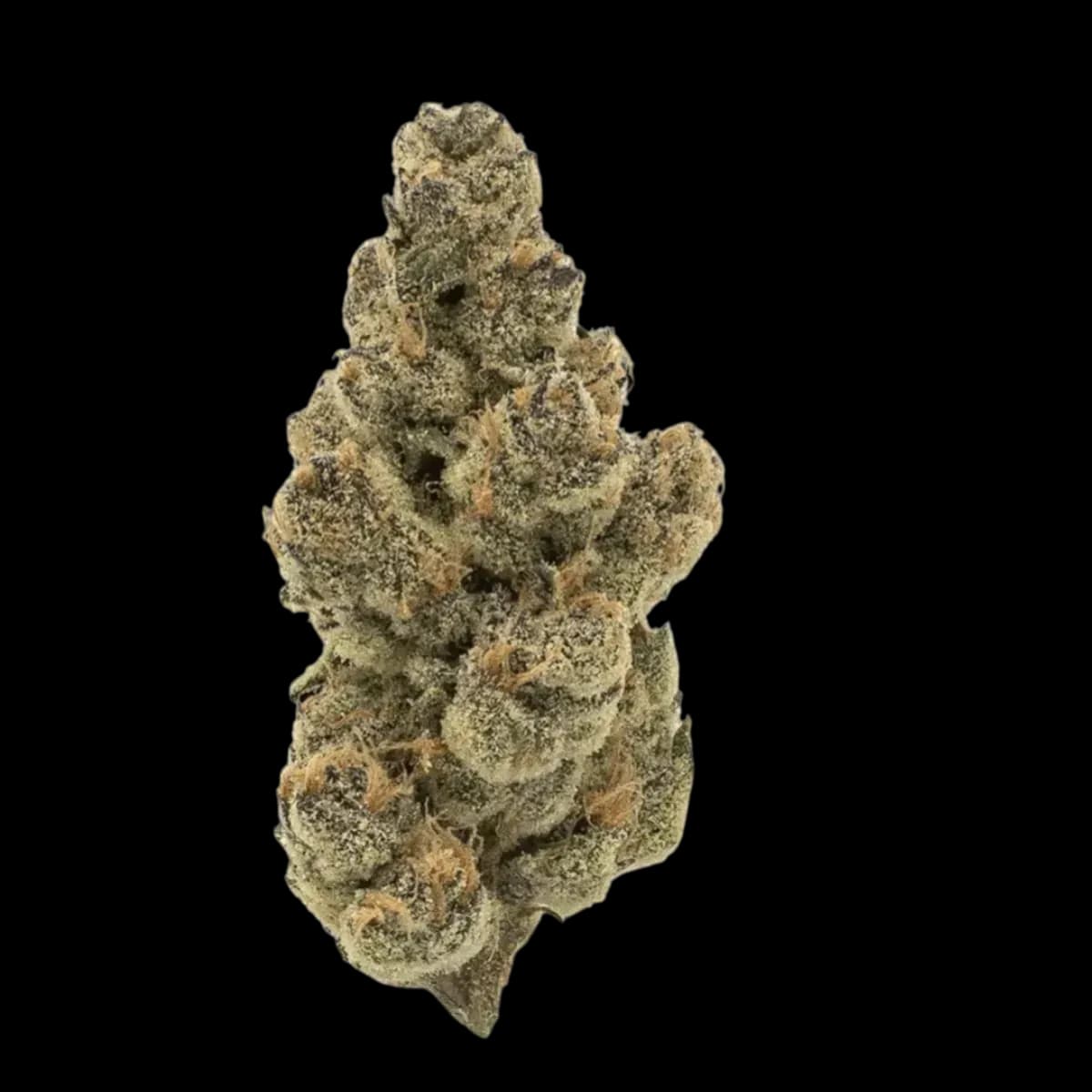 MGF CANN SNL 27/1