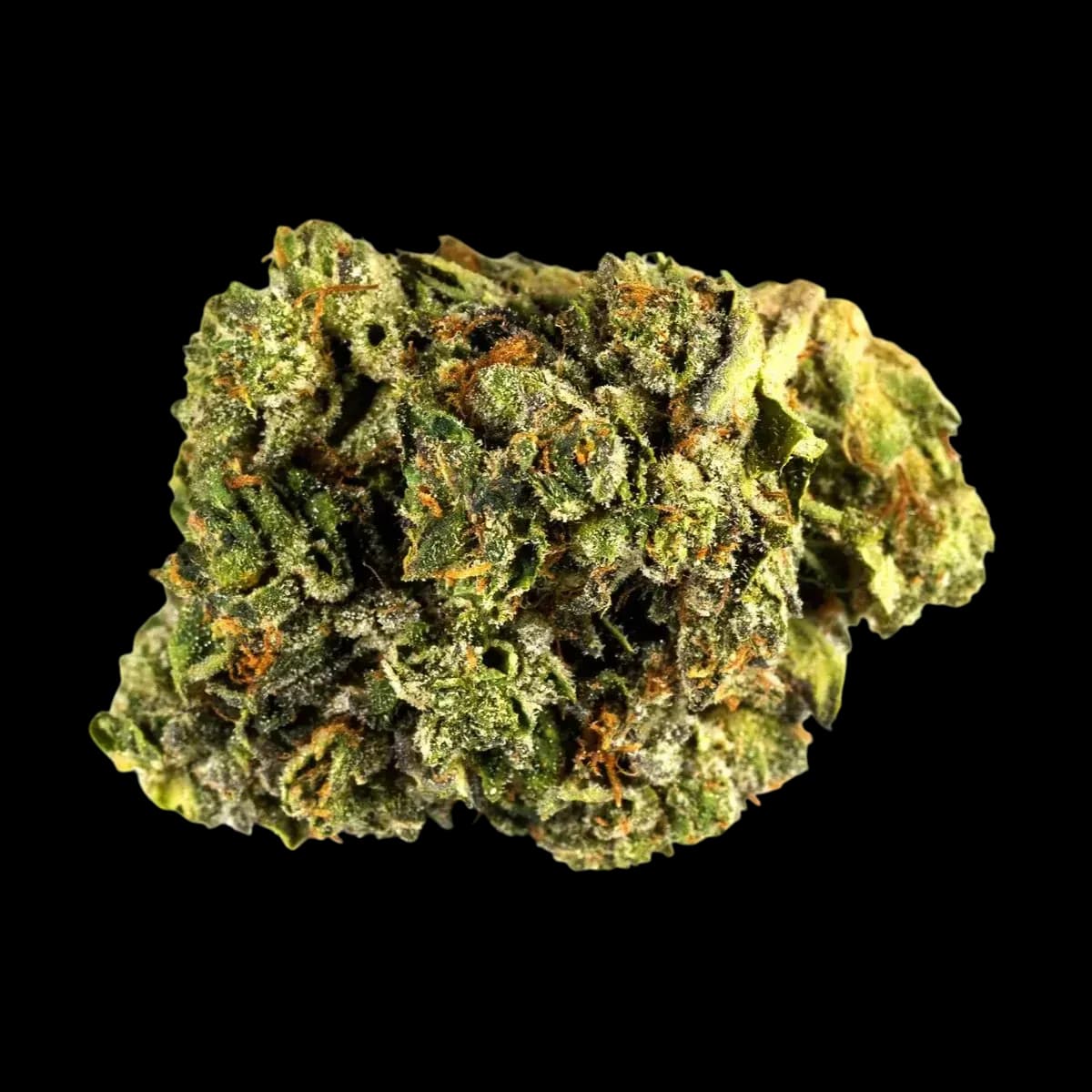 Navcora THC 15 Spotlight Porto