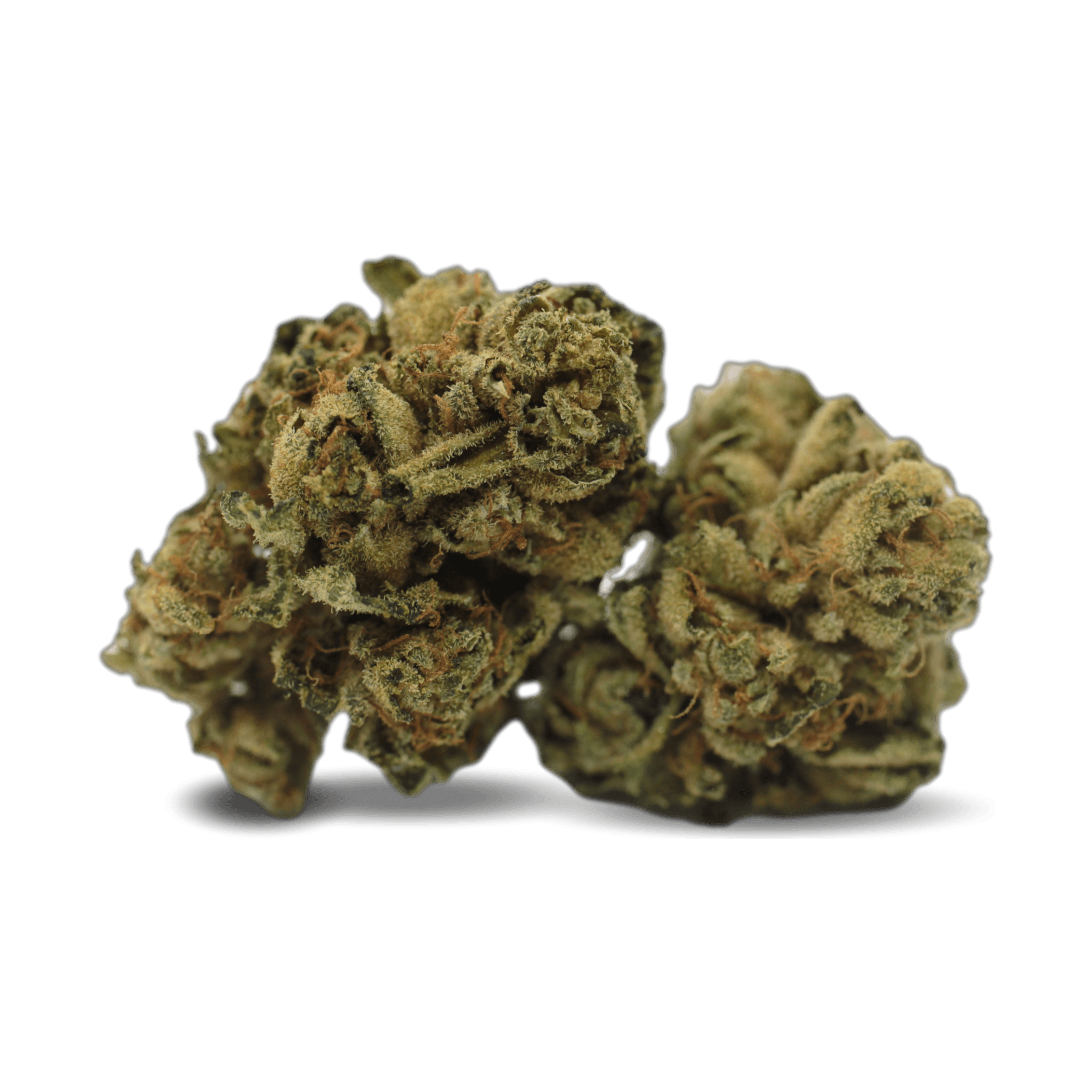 Navcora THC 18 Spotlight Porto Purps