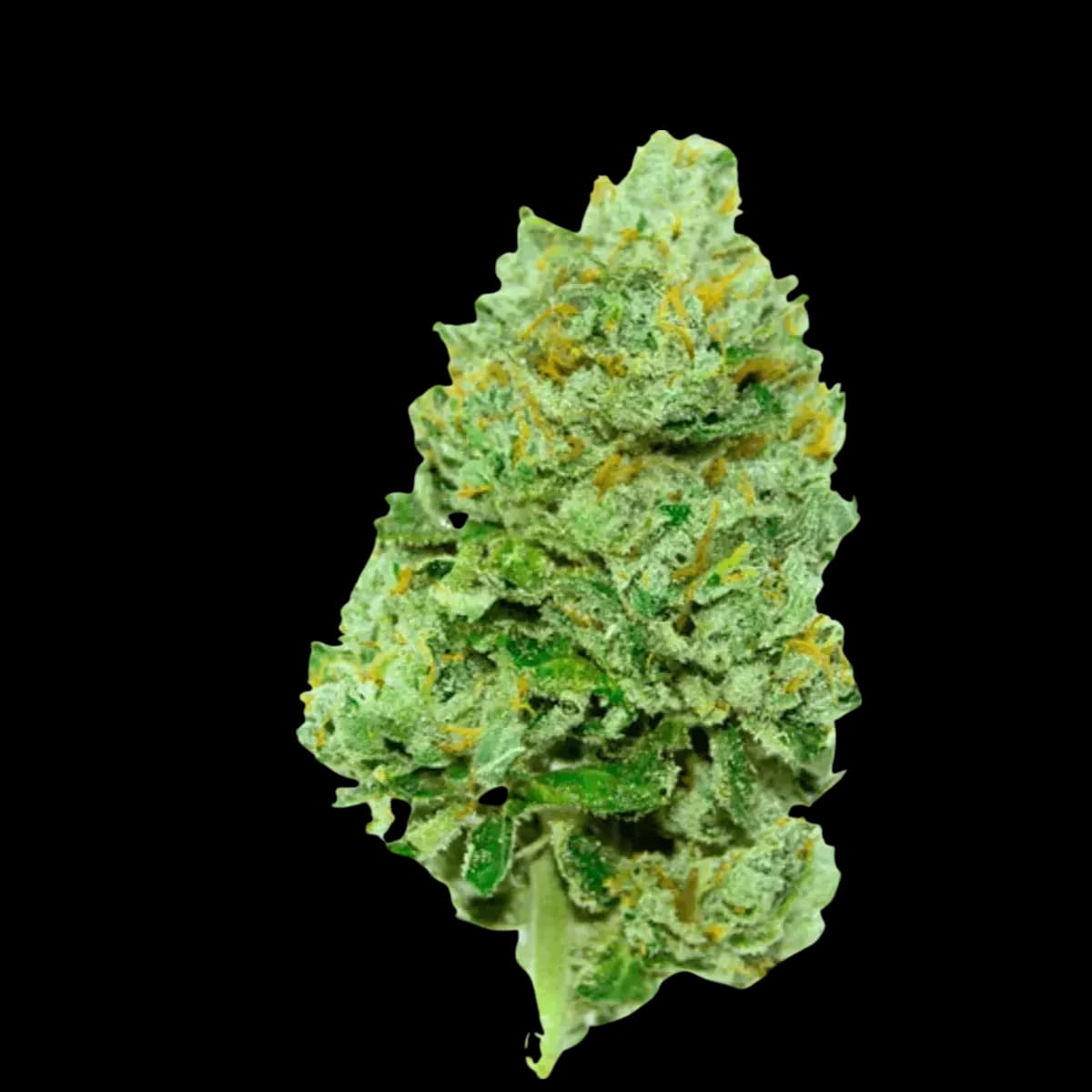 Med. Cannabis