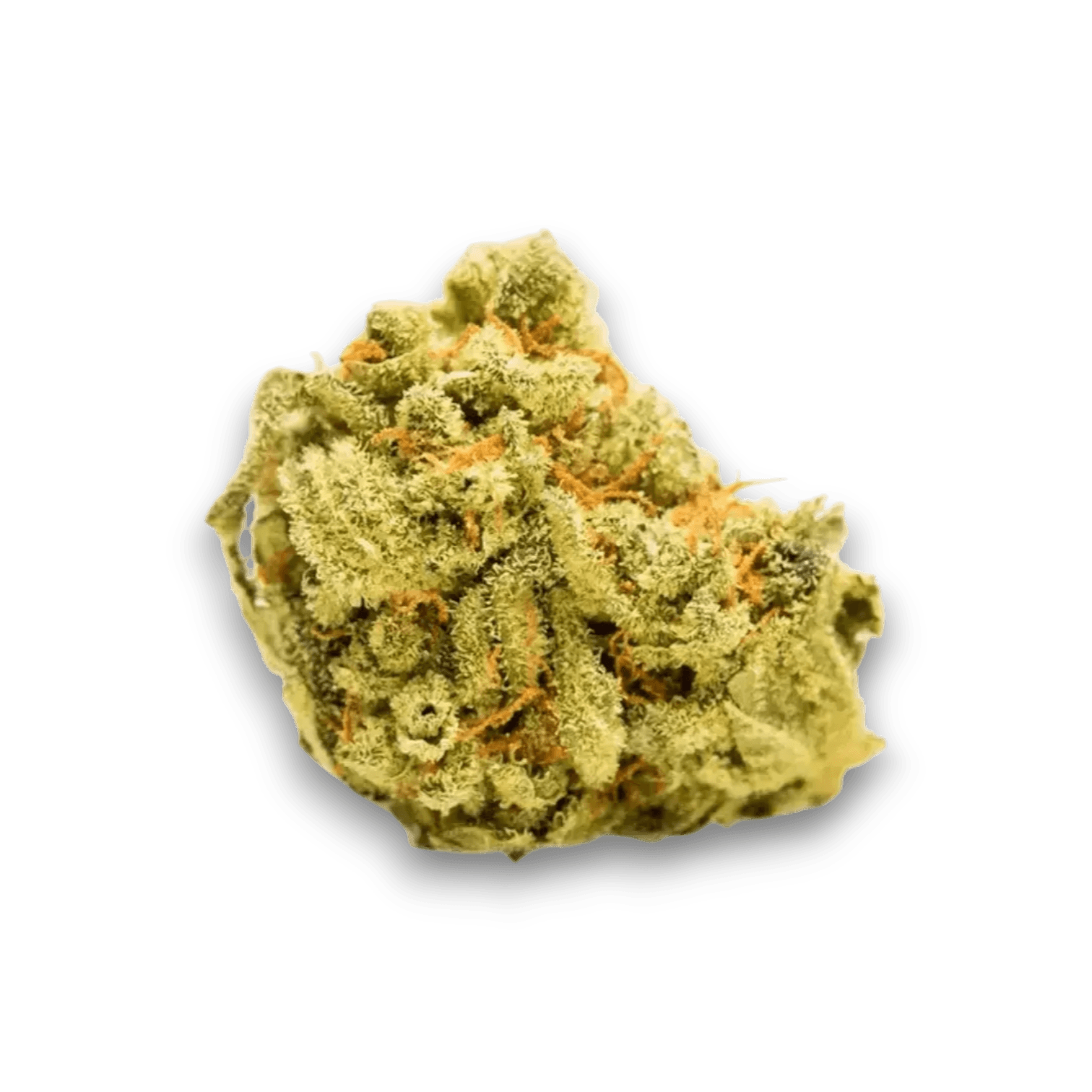 Pure 24/1 BC
