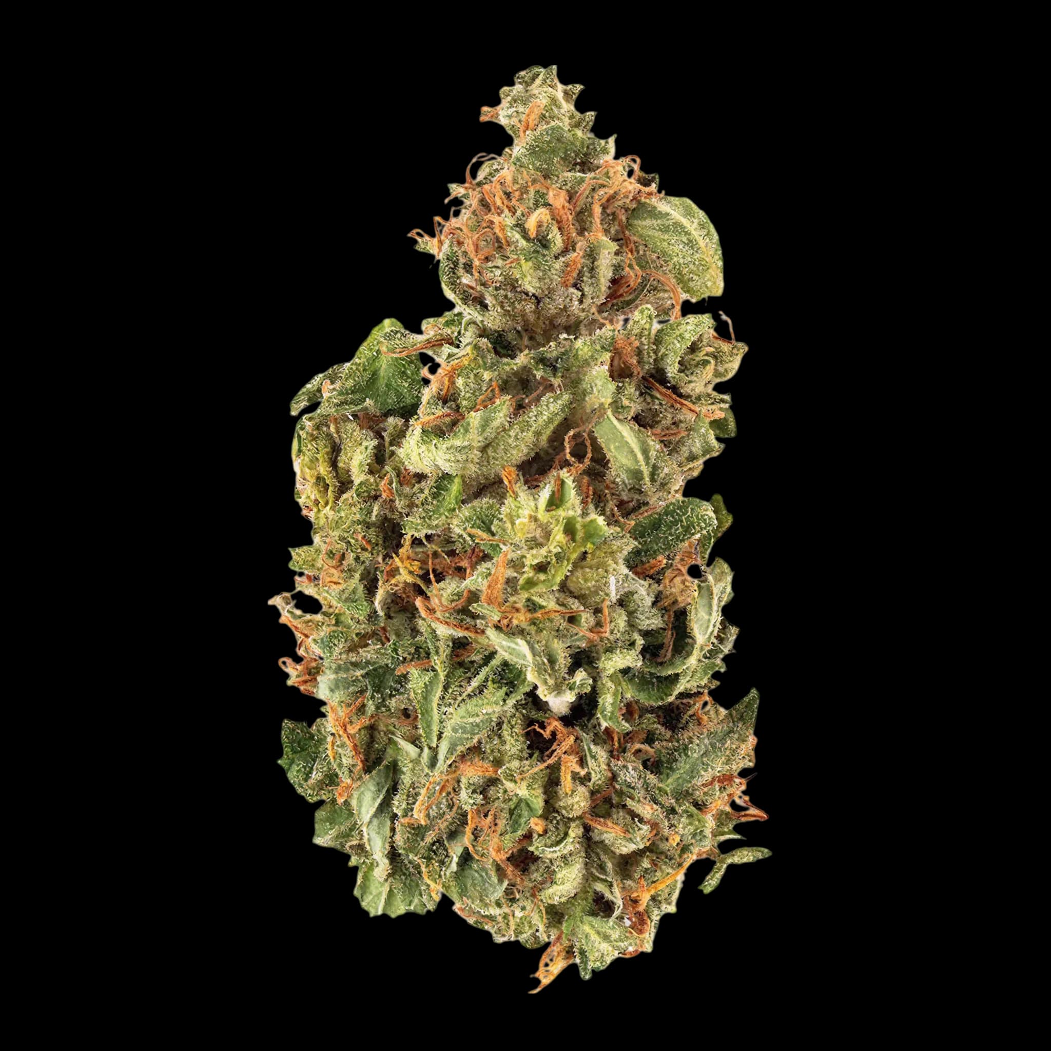 Tilray Craft Cannabisblüten THC25 PPV