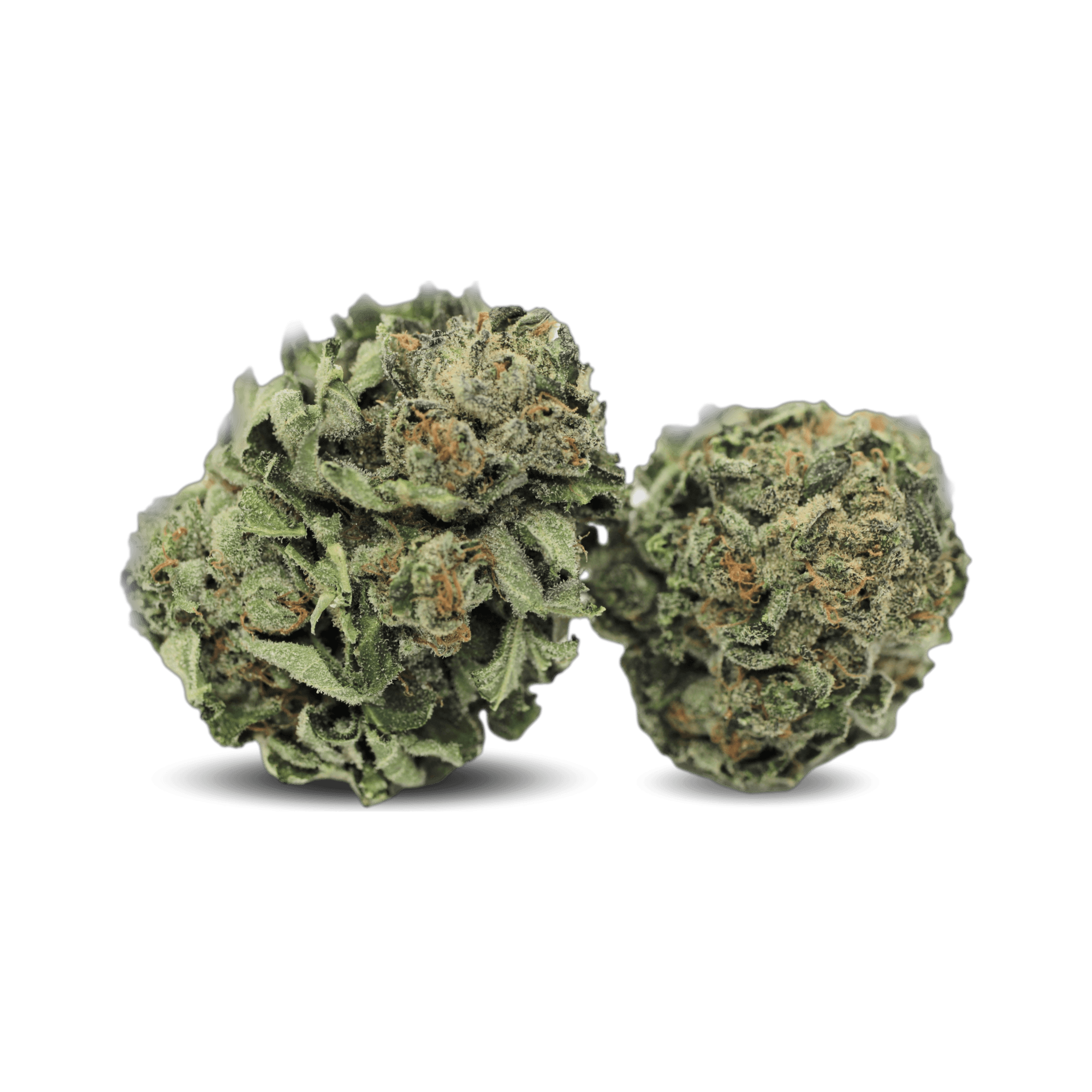 Tilray THC 18 Spotlight Porto BT