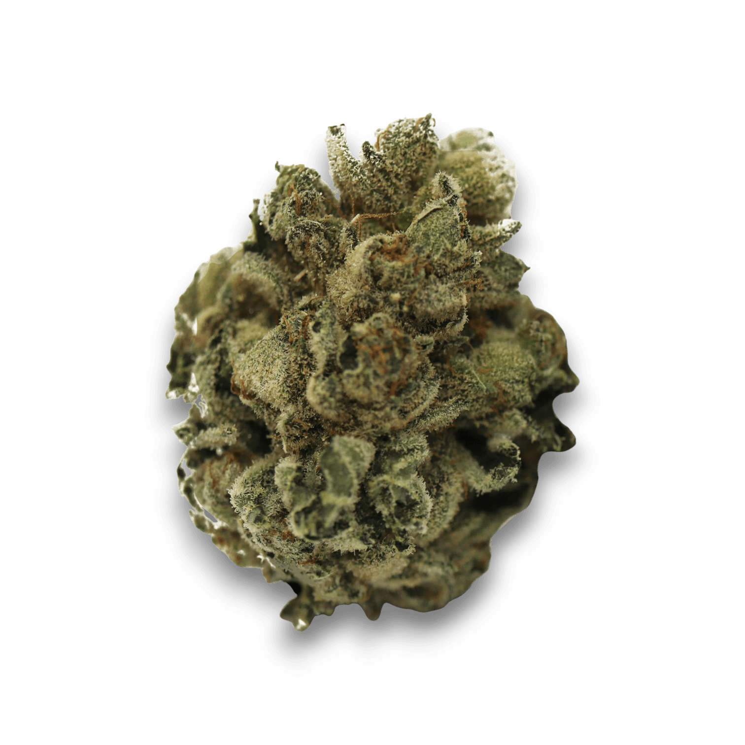 Tilray THC 18 Spotlight Porto FCC