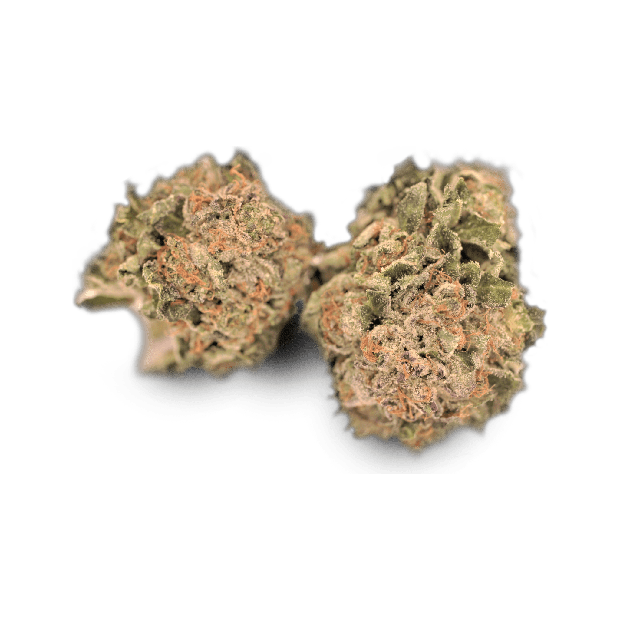 Tilray THC 18 Spotlight Porto GW OG