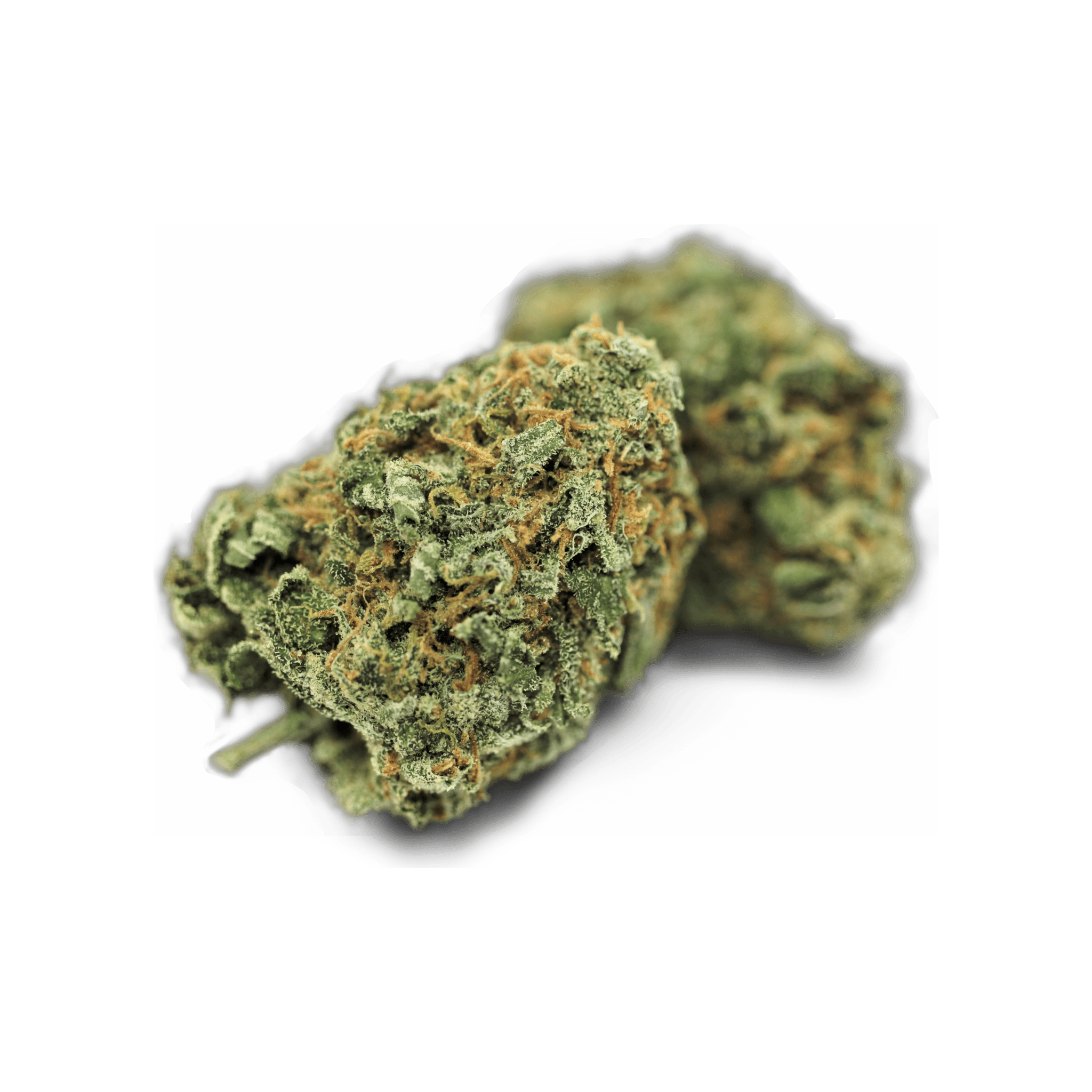 Tilray THC 18 Spotlight Porto JH