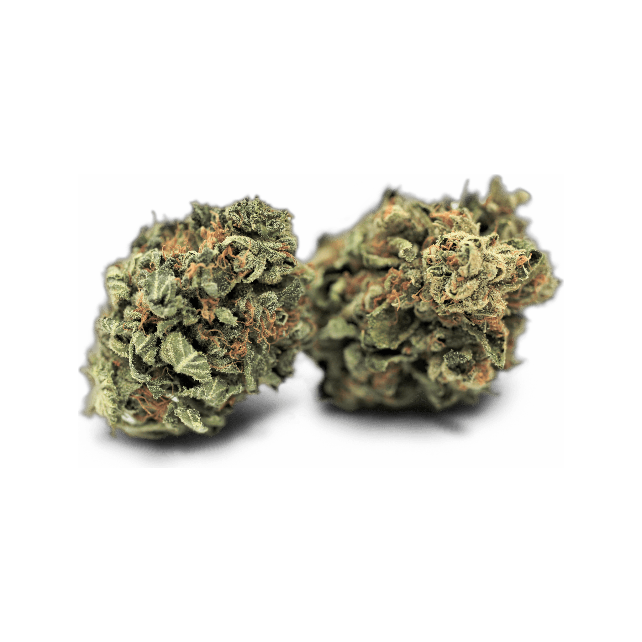 Tilray THC 18 Spotlight Porto Sirius