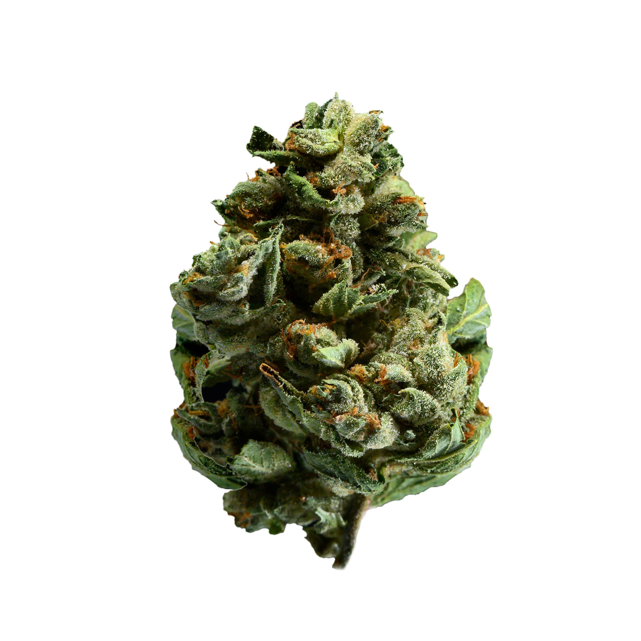 Tilray THC 25 Spotlight Porto M