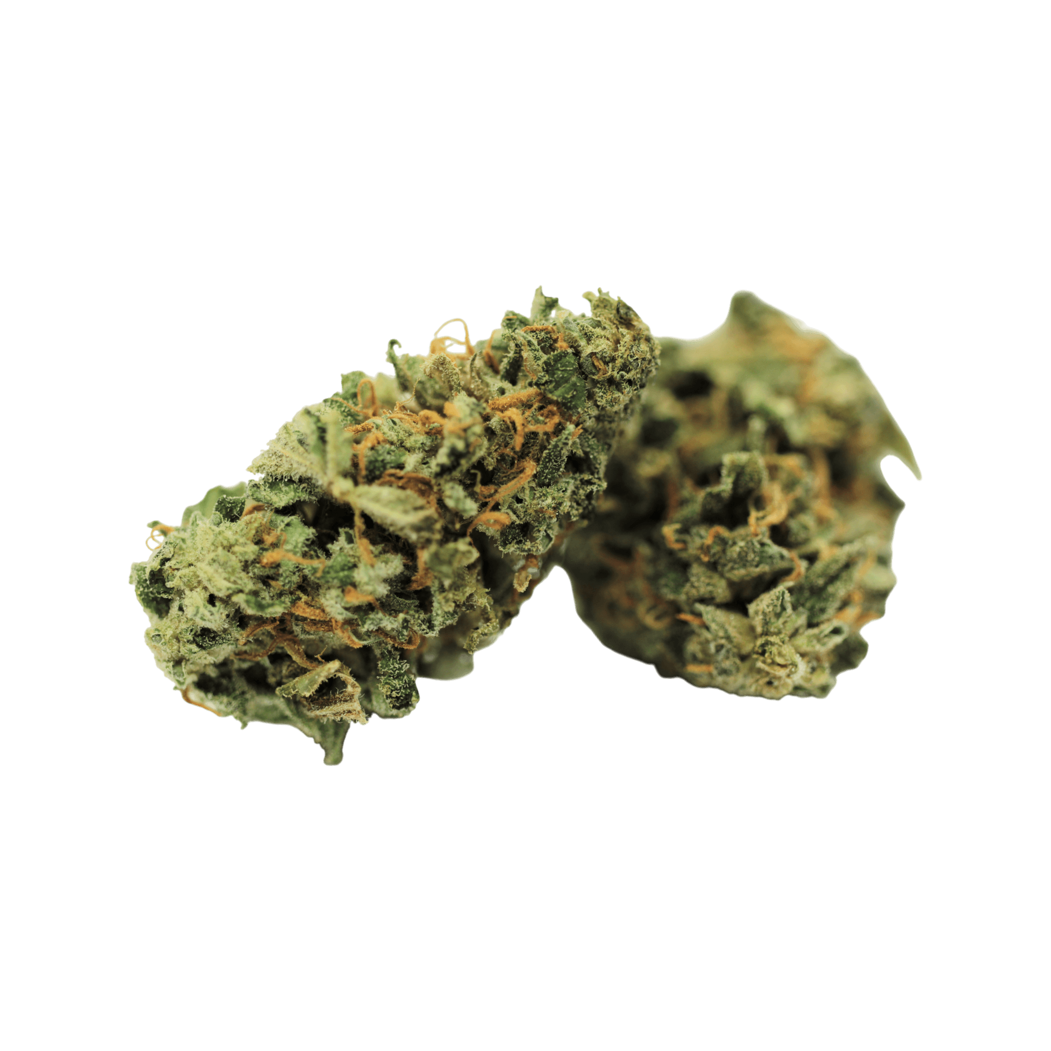 Tilray THC22 Spotlight Porto JG - Jean Guy