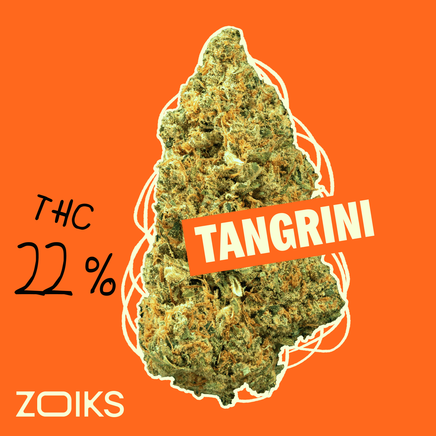 ZOIKS 22/1 TG