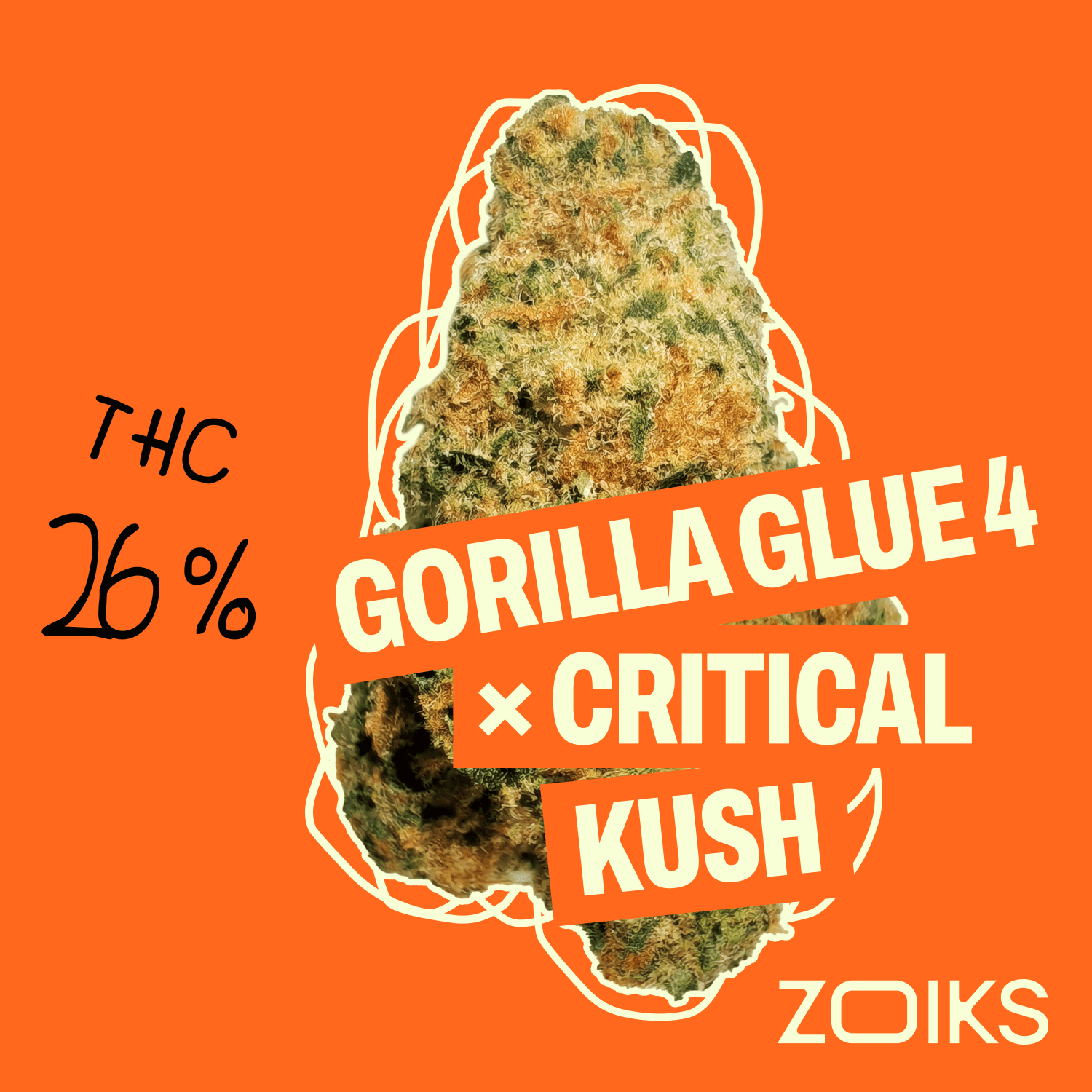 ZOIKS 26/1 GCK