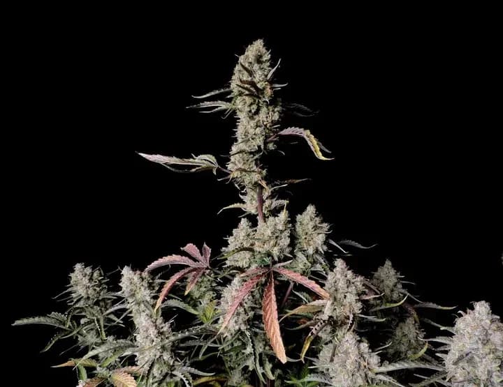 Jetzt ansehen Gorilla Zkittlez Auto