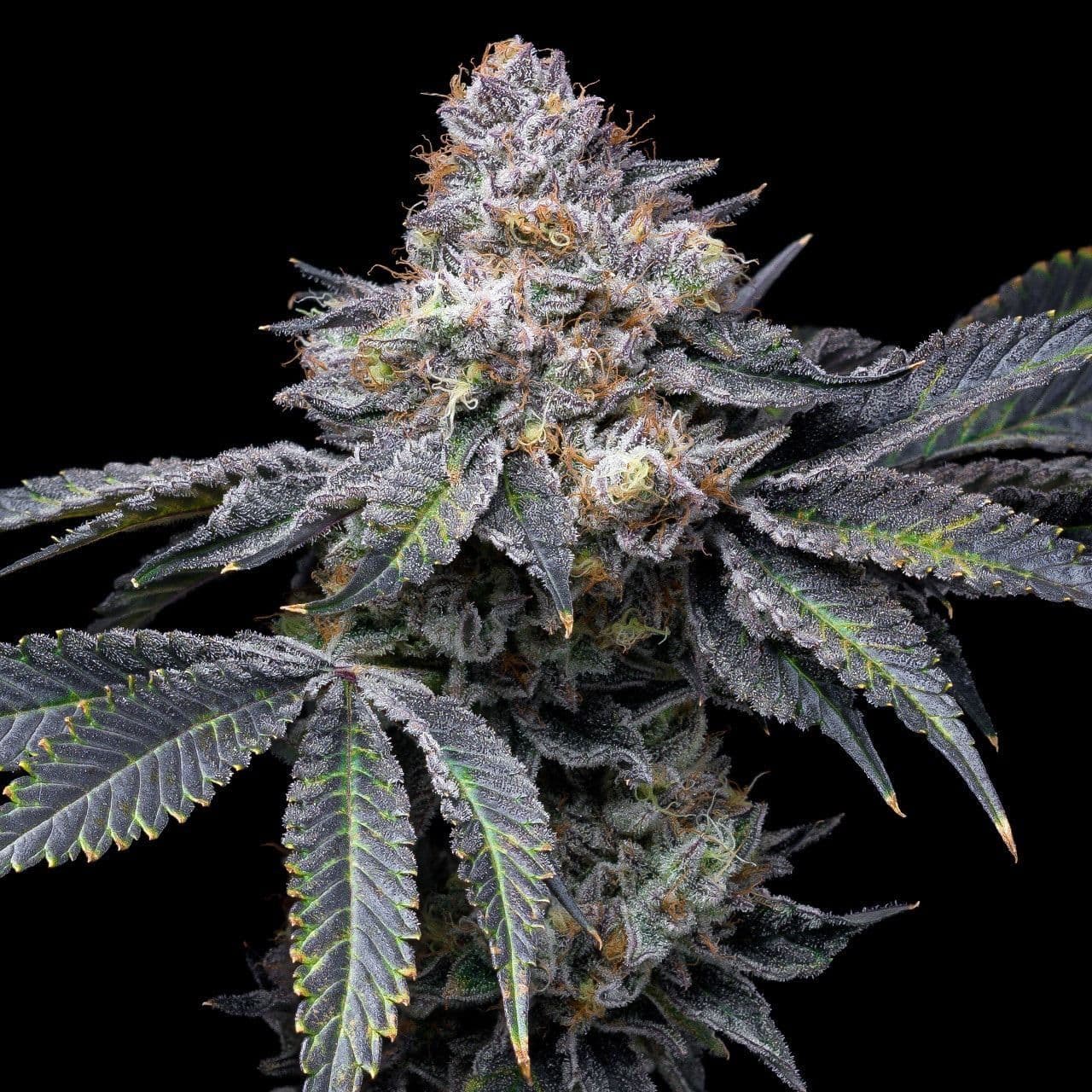 Jetzt ansehen 3 x Permanent Marker Feminisiert Cannabissamen | Signature Seeds