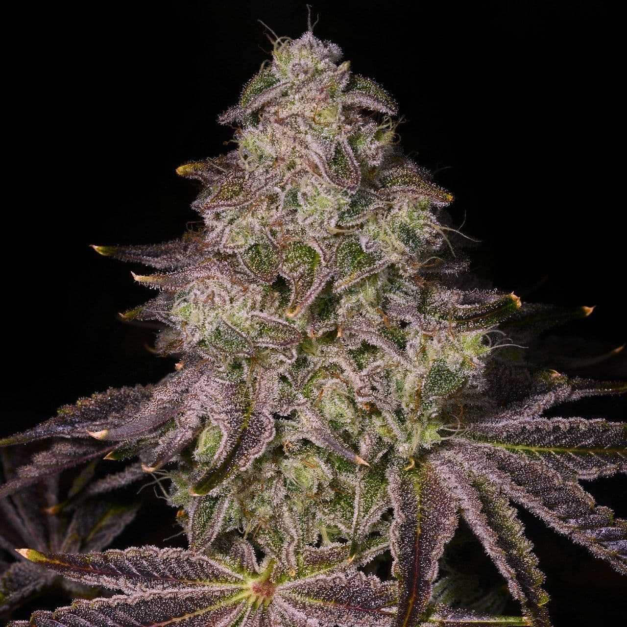 Jetzt ansehen 3 x Rainbow Sherbet 11 Feminisiert Cannabissamen | Signature Seeds
