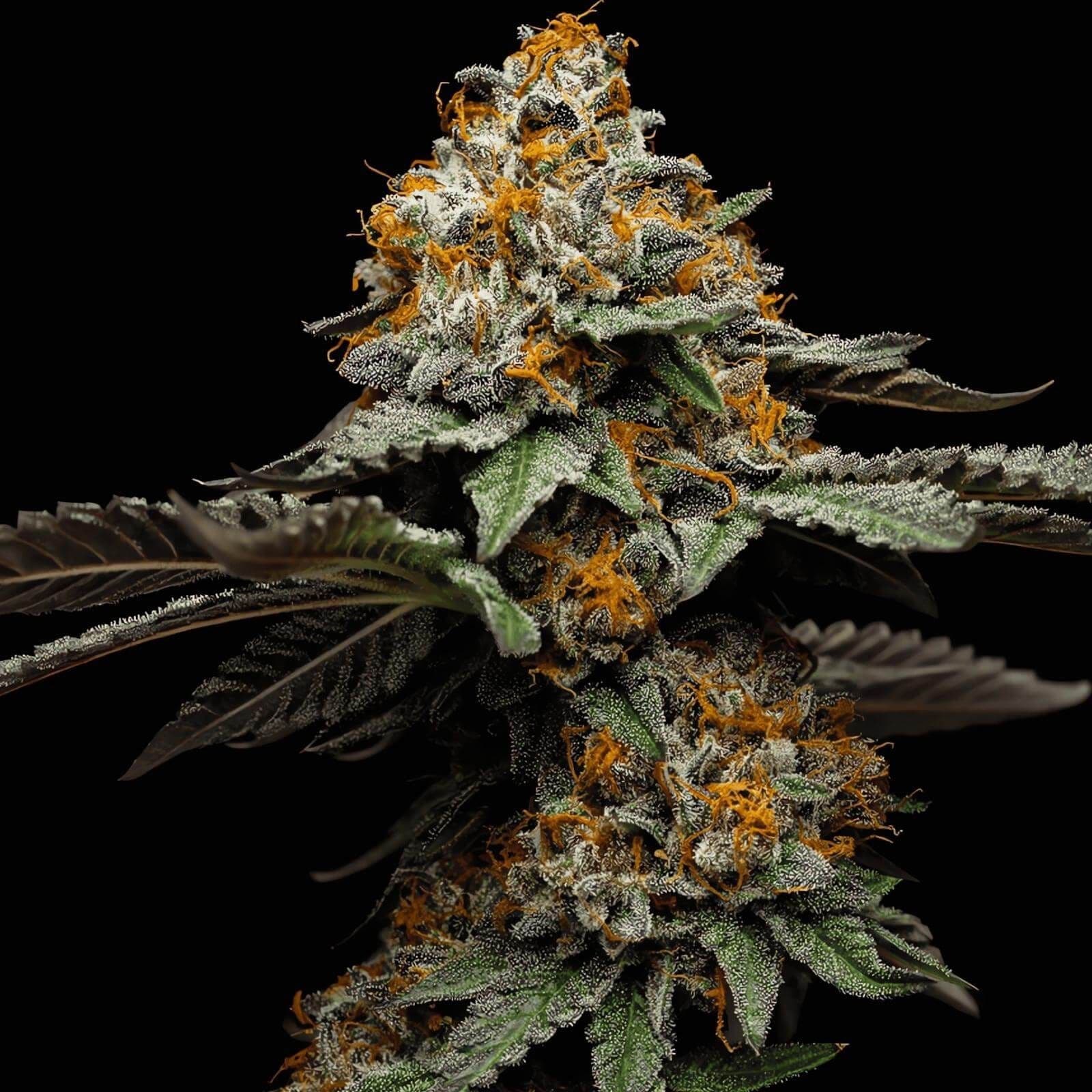 Jetzt ansehen 3 x Gelato Auto Cannabissamen | Signature Seeds