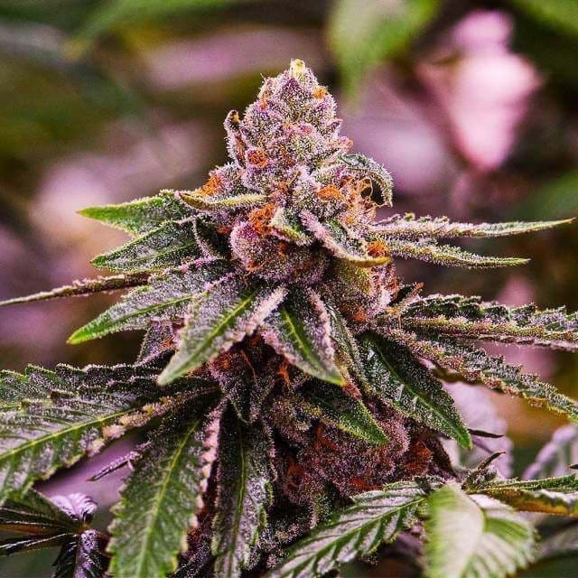 Jetzt ansehen 3 x Girl Scout Cookies Auto Cannabissamen | Signature Seeds