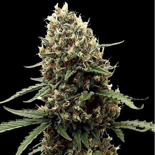 Jetzt ansehen 3 x Runtz Auto Cannabissamen | Signature Seeds