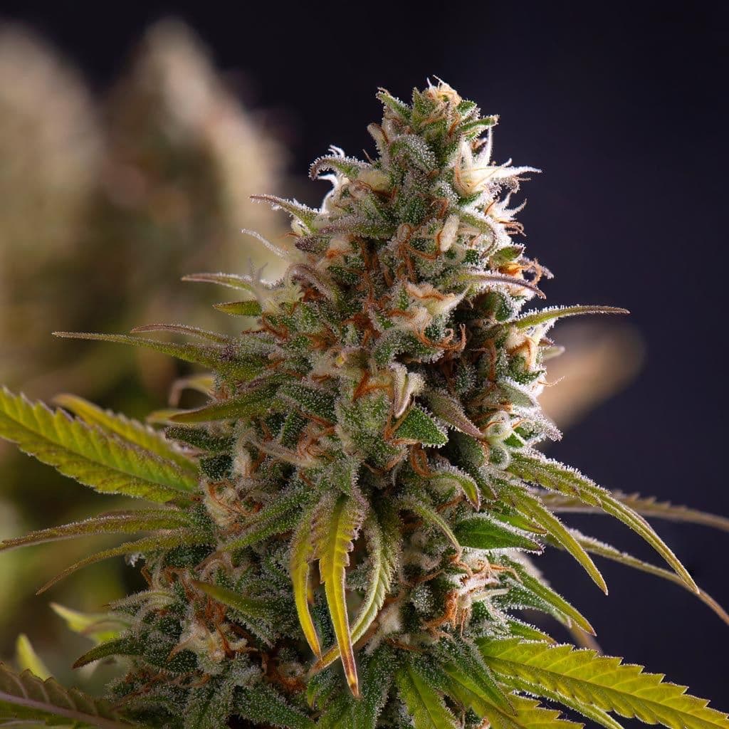 Jetzt ansehen Critical Kush Auto