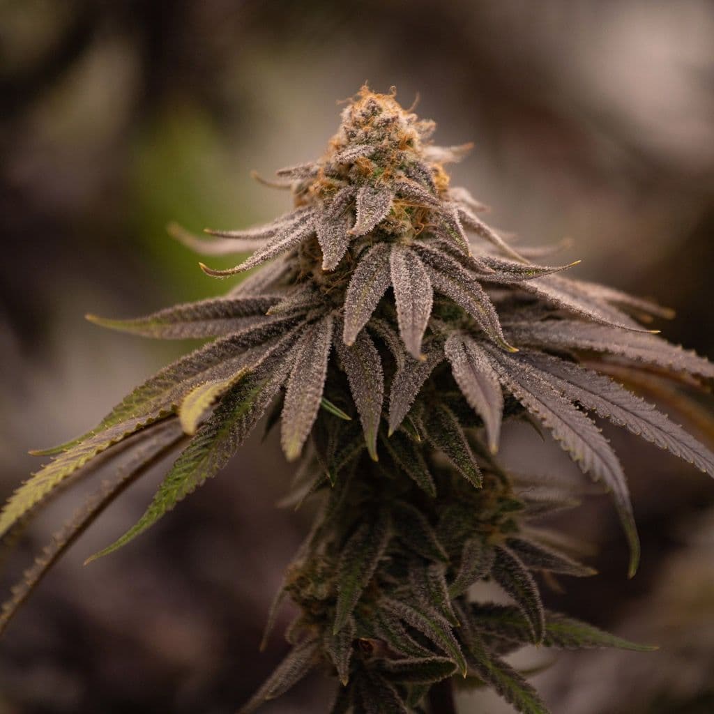 Jetzt ansehen Gorilla Glue
